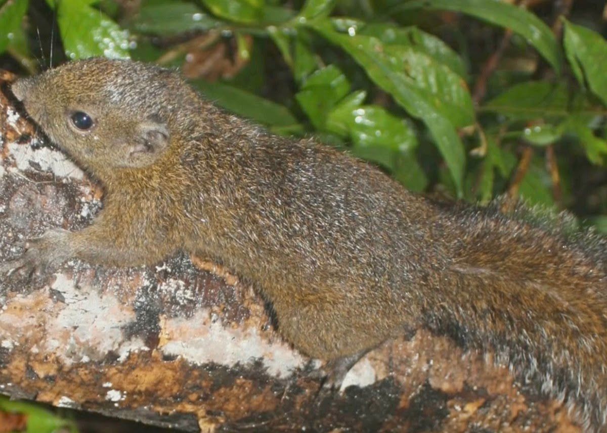 SQUIRRELS IN LEYTE? 