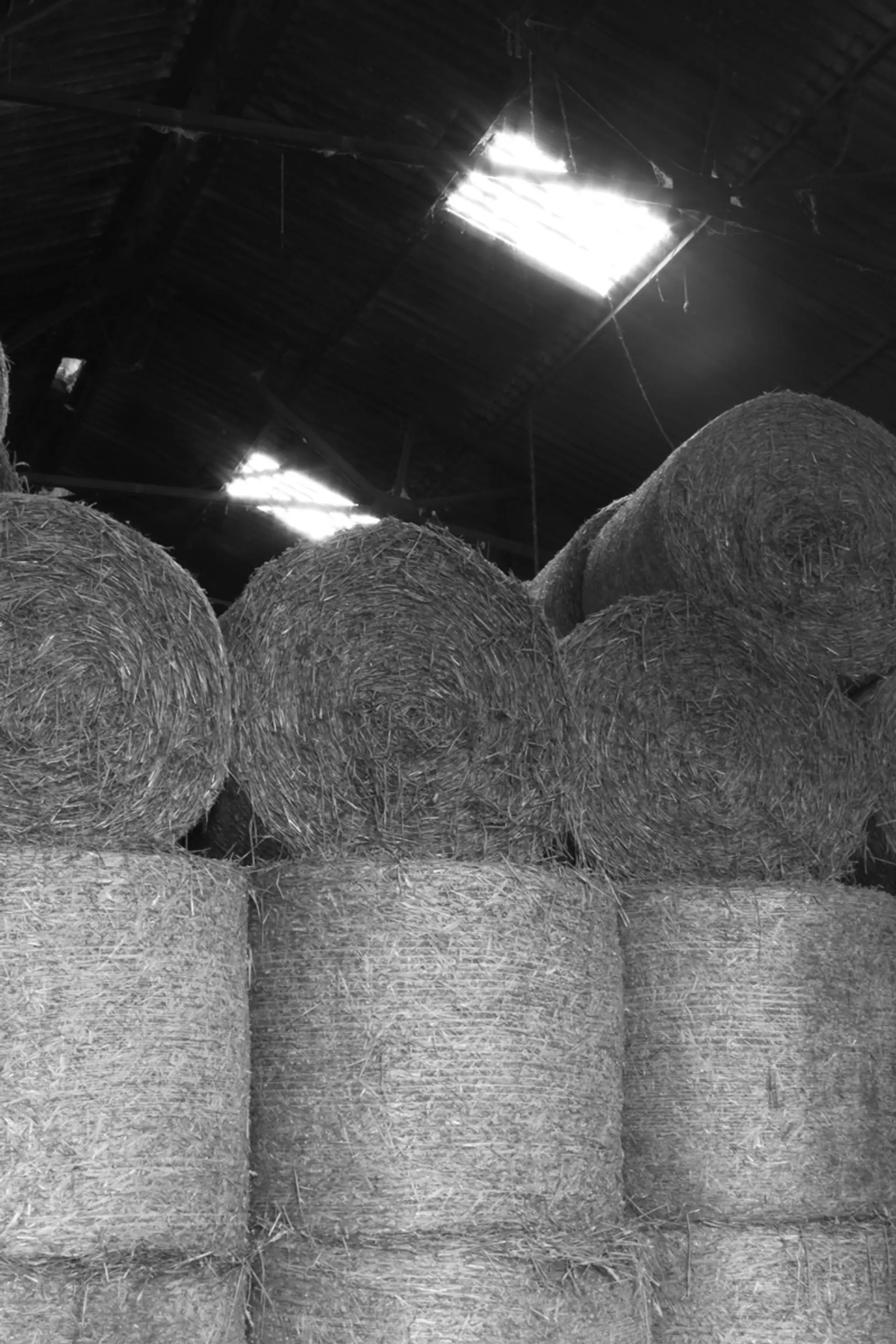 A grayscale image of cylindrical hay bales piled high in a barn lit by skylights.