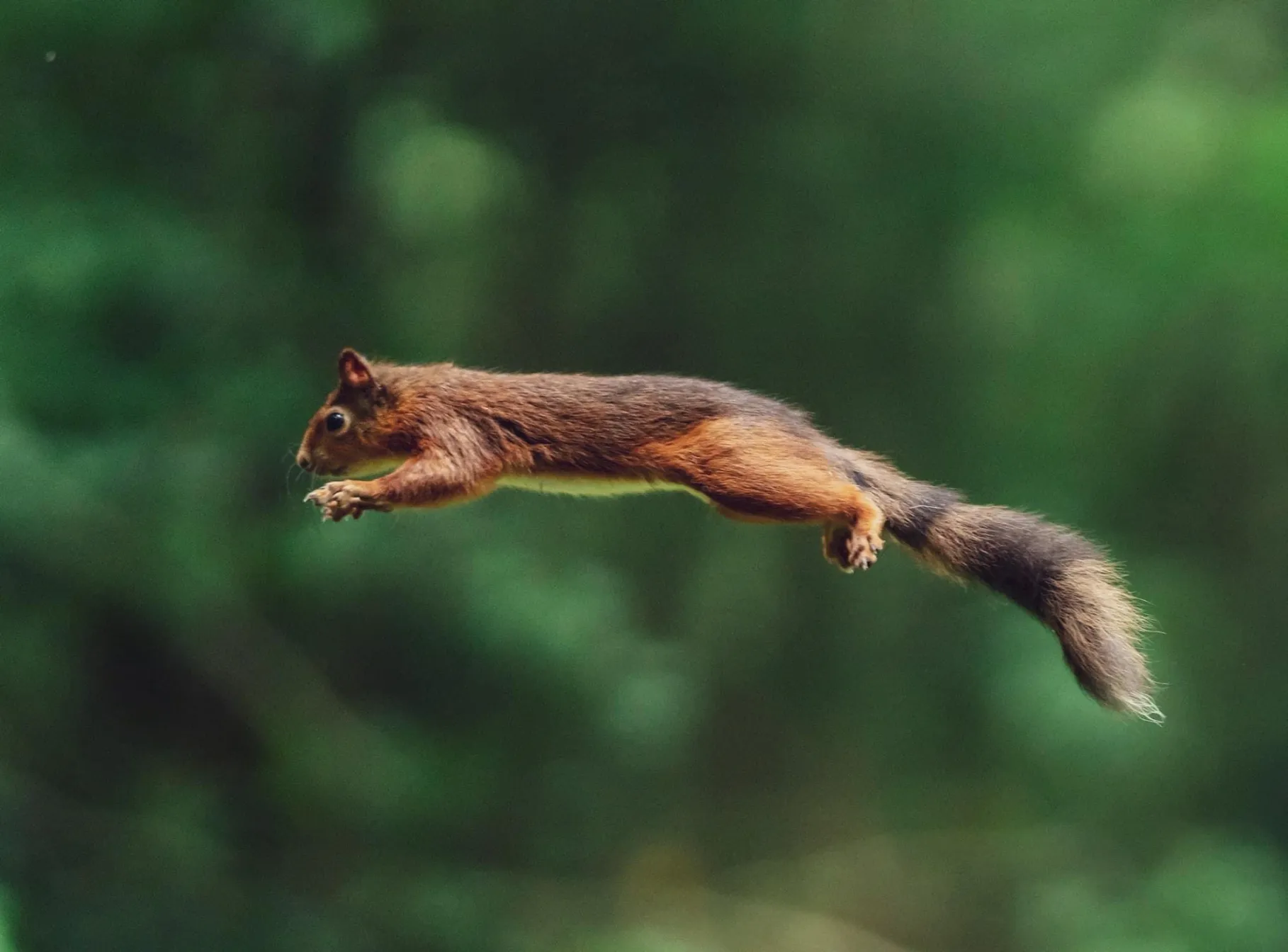 A small, bushy rodent appears to fly through the air in front of a green forest. It makes a long, horizontal shape as it propels itself forward; 2 small paws stretched out in front and 2 splayed at the back, a long frizzy tail following behind. It has 2 delicate, small ears on top of its head, 2 little eyes and nose and long whiskers. It is a red-brown colour with a white belly and grey-brown rings on its tail.