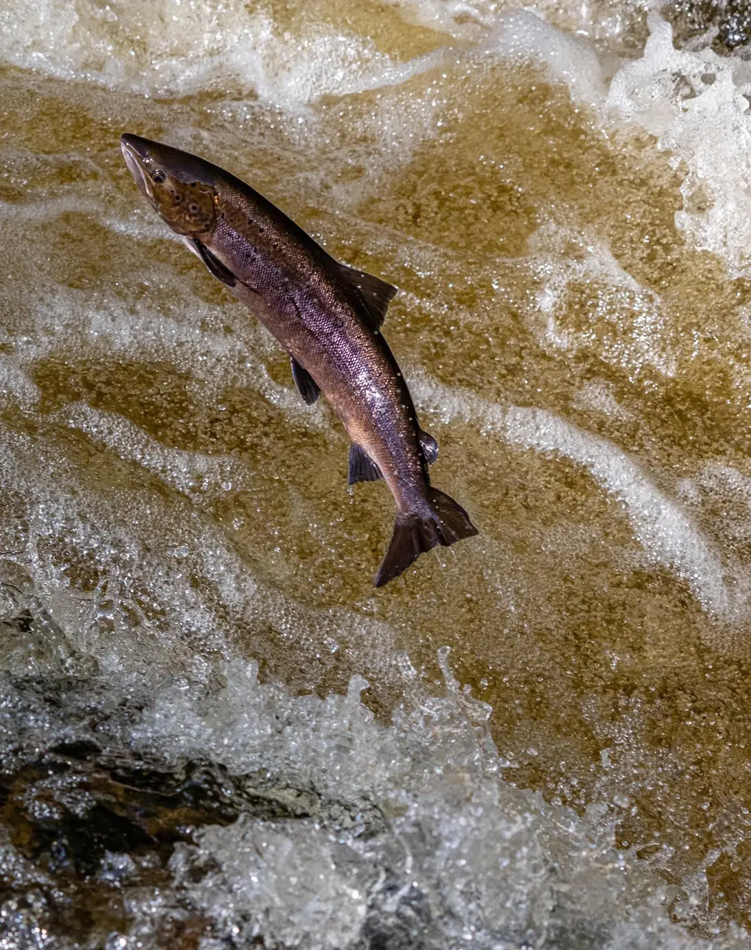 Near a foamy water’s edge, a salmon leaps up-stream. Its purple- hued scales catch the sunlight. Below the water surface is a light, sandy coloured bank. A large fin and smaller fin on its back, smaller fins on its underbelly.