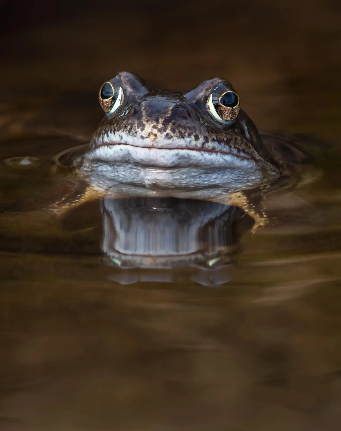 A muddy looking pool of water with a close up shot of the emerging head of a frog. 2 protruding, large yellow and brown eyes sit at the top of a speckled green and brown head. A wide, almost smiling closed  mouth is a mottled white, this colour continues on  the frog’s undercarriage. This chin-like white shape is reflected in the murky water.