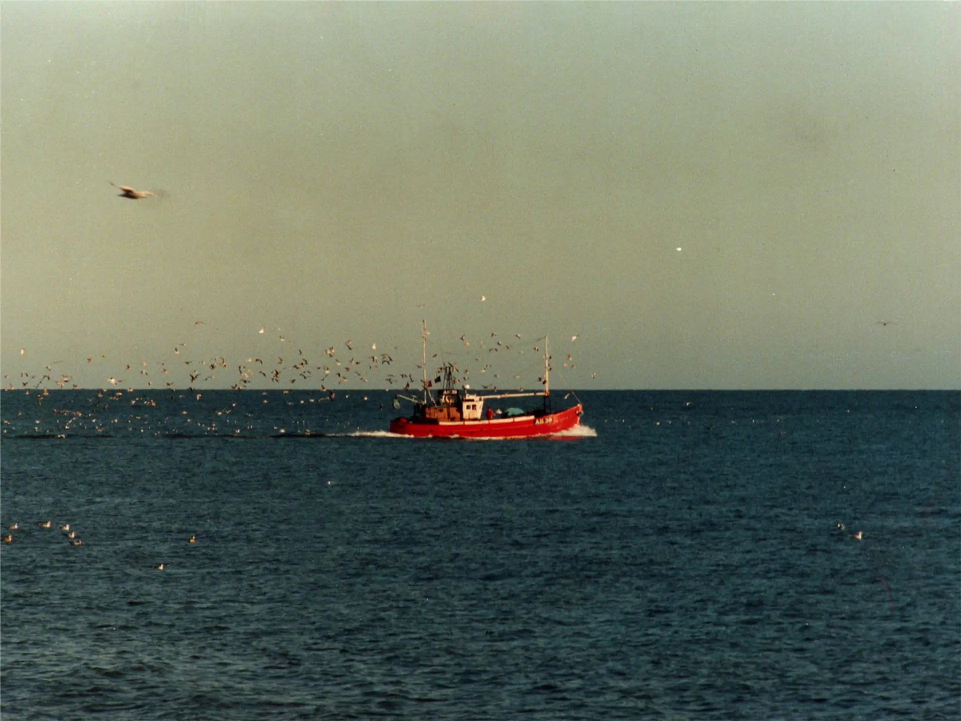 An old image of a red fishing boat at sea. There are lots of gulls following the boat. 