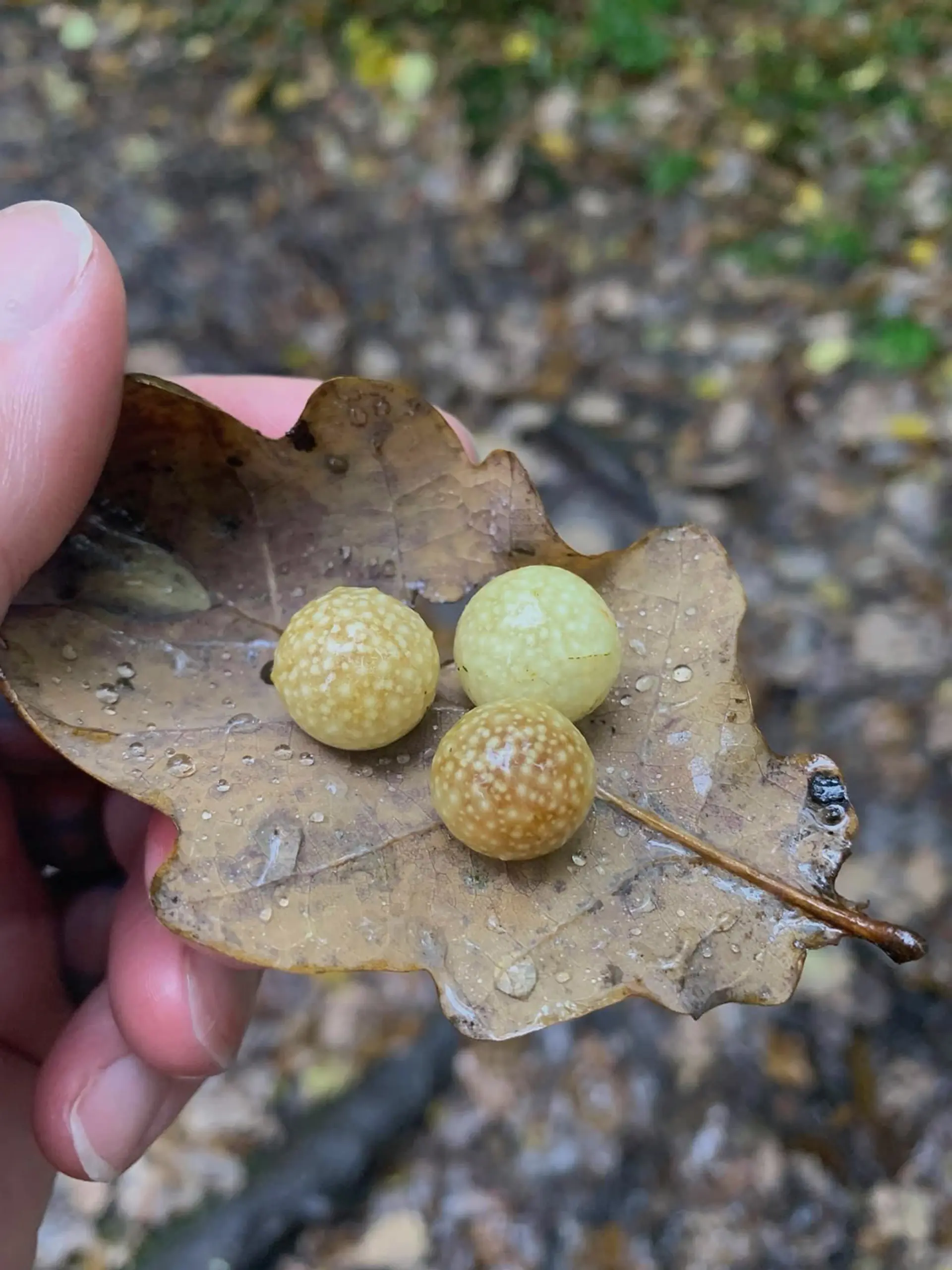 Woodland finds A hand holds up an autumn oak leaf, with a background of the forest floor. Growing on the oak leaf are three oak spherical yellow and brown oak galls. 