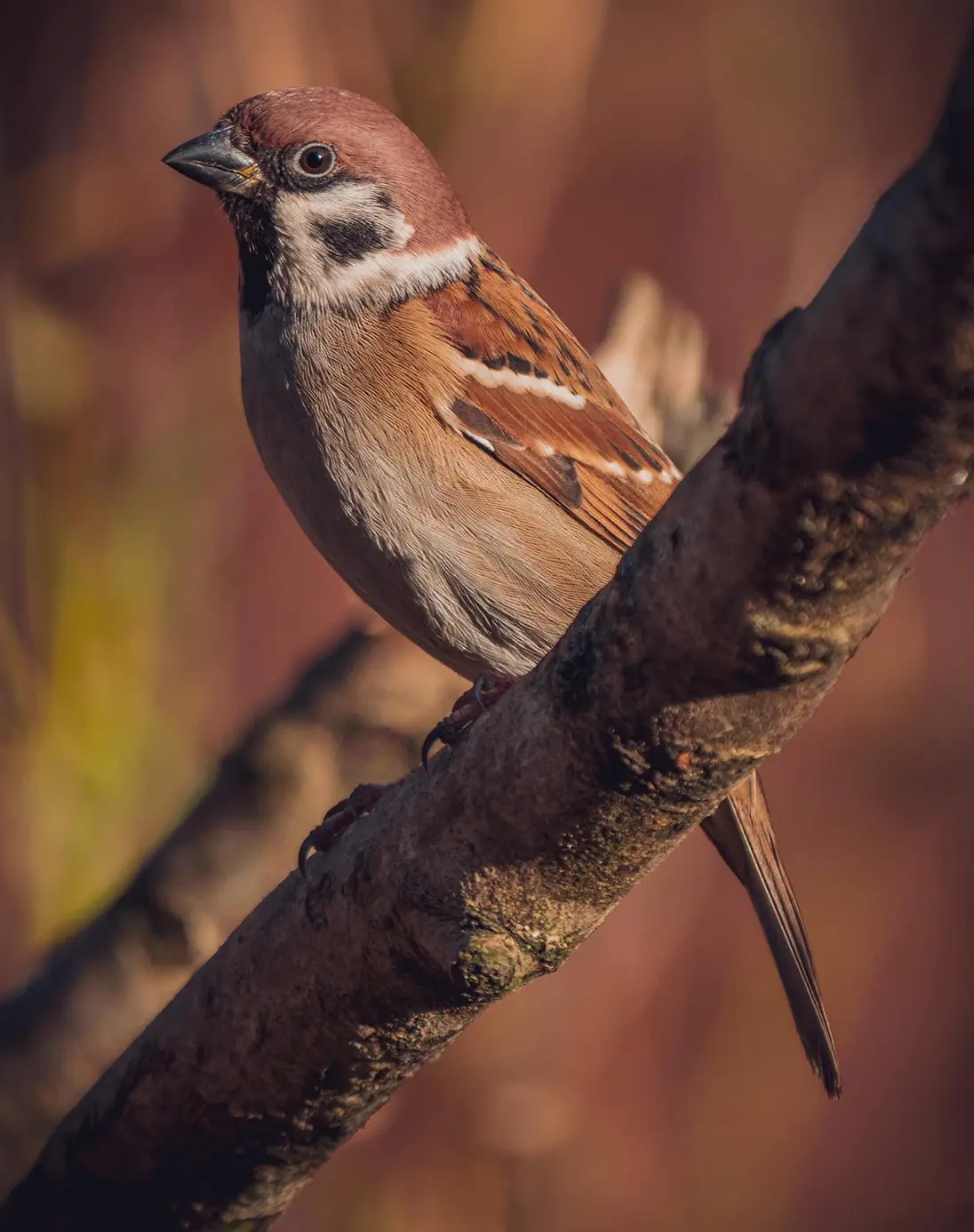 A small, compact bird is photographed close-up, it sits on a tree branch which appears thick in comparison to the bird. A neat chestnut brown hood, a tiny eye watching the camera and a small, grey-black, matt beak. A brown, grey and cream pattern around its head and plumage and the same plus assorted brighter browns in its tightly tucked in wings.