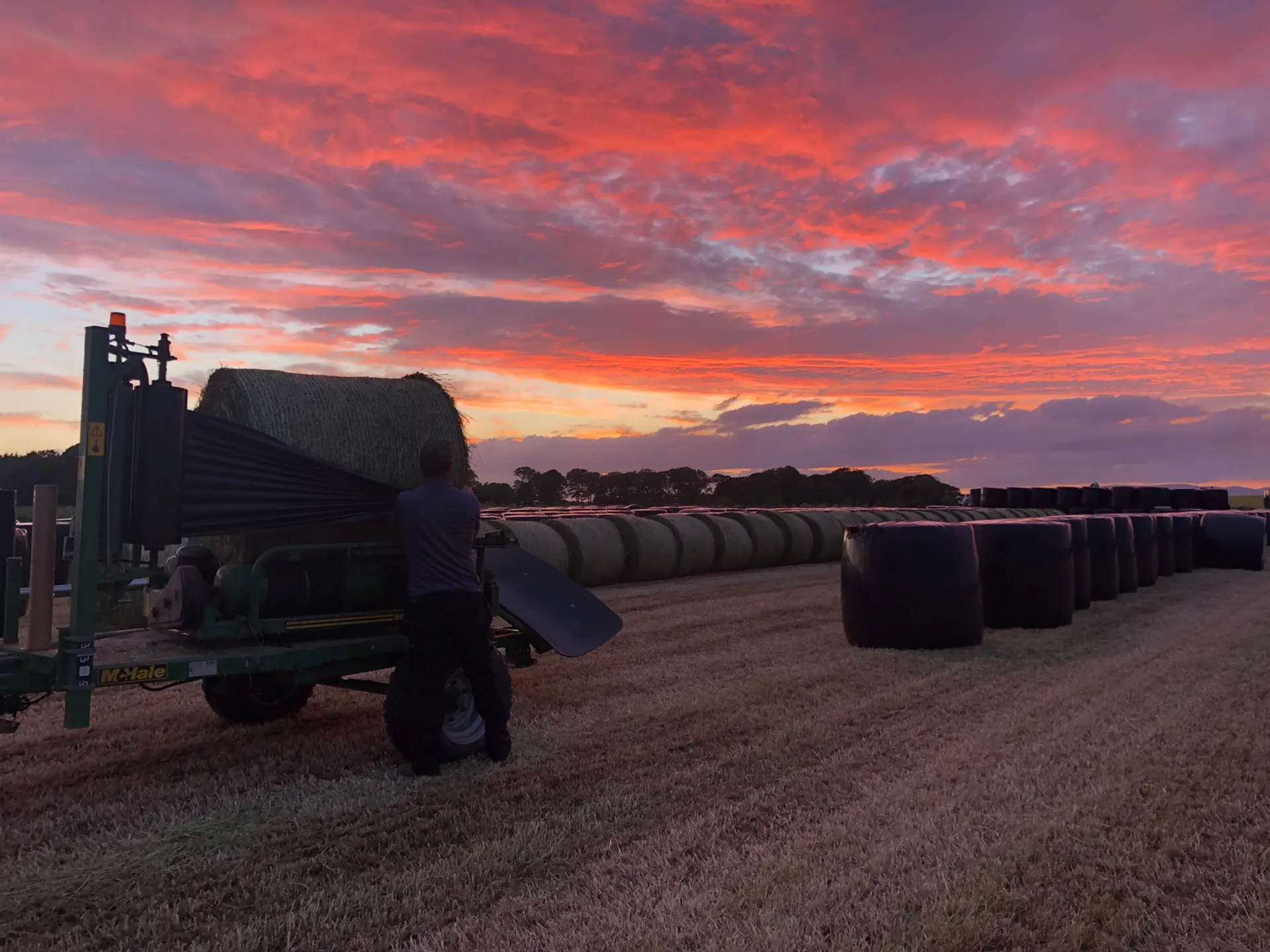 A colour image of a machine and farmer wrapping straw bales in a field. They are lined up, wrapped and some unwrapped. The sky is pink at sunset. 