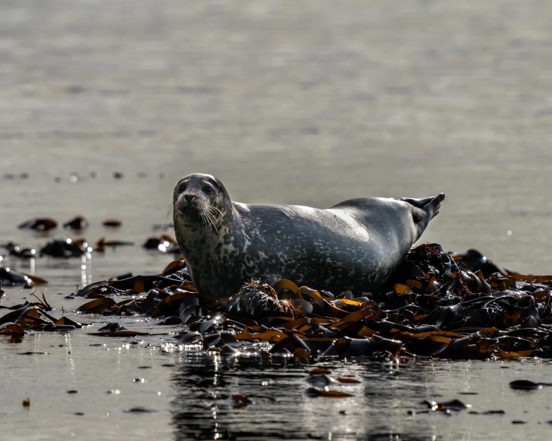 Surrounded by sea water, and belly down on a rock covered in wide ribbons of shiny seaweed sits a shiny, wet seal. It looks with curiosity towards the photographer, a dark grey face and back with spots of lighter grey on its underbelly. The sun reflects off the brow area and gives the appearance of raised eyebrows above dark, round eyes. The muzzle area is lighter coloured with a dark small nose and whiskers bristling from both ‘cheeks’.