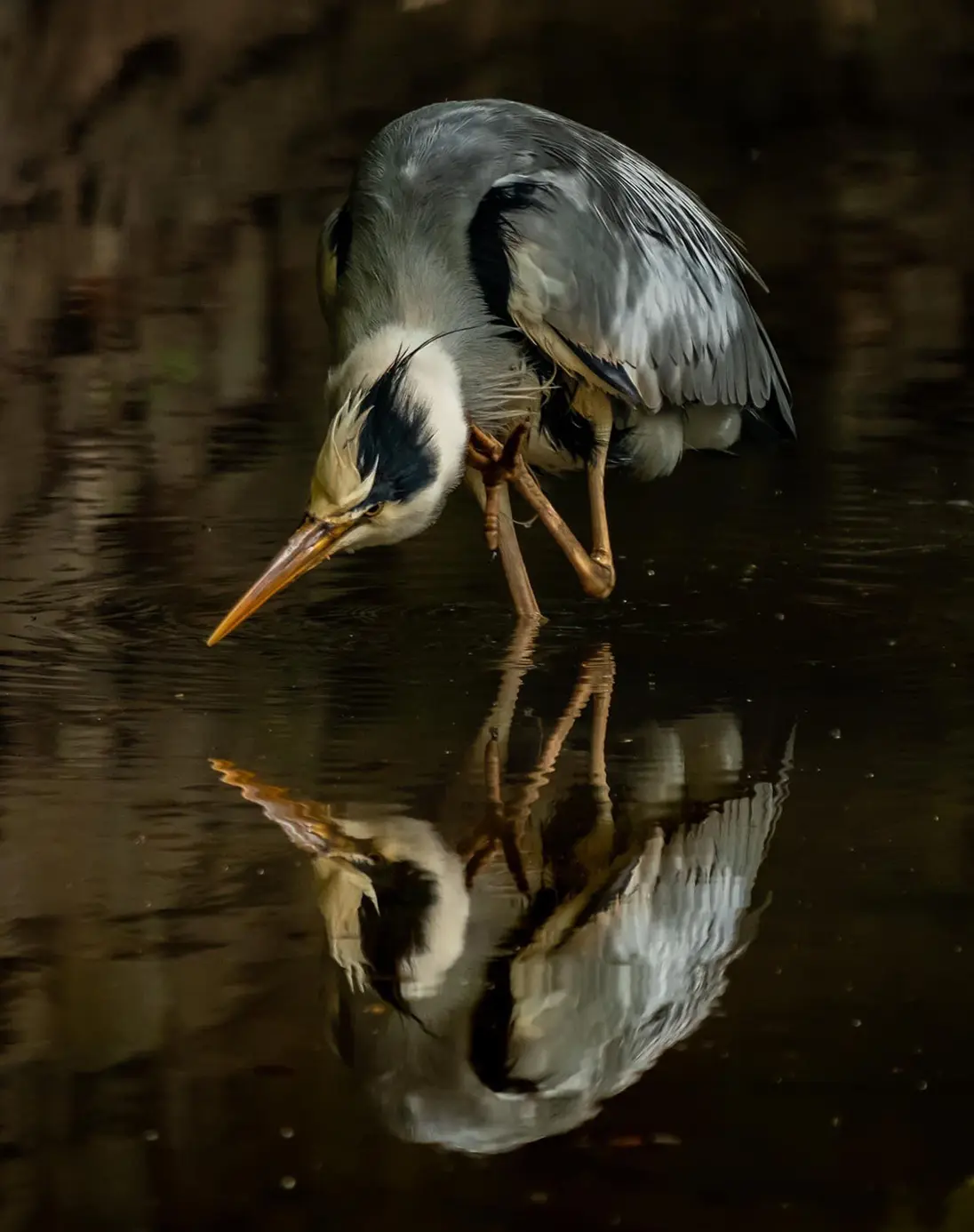 Almost a perfectly symmetrical photo of a heron standing on one leg in a large body of rippled water, the reflection a true mirror image of the large bird. A dark background reflects into the water too. One long leg disappears into the water, the other lanky limb is half bent out of the water, orange legs with long, long toes. An equally long, curved beak dips towards the water’s surface. A large stooped back with ruffled grey, black and white feathers, a long crest of black feathers on its head.