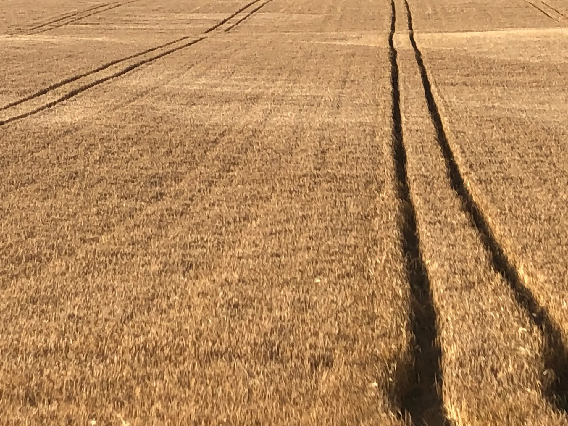 A colour picture of a field with a crop in it with tractor lines going through the middle. 