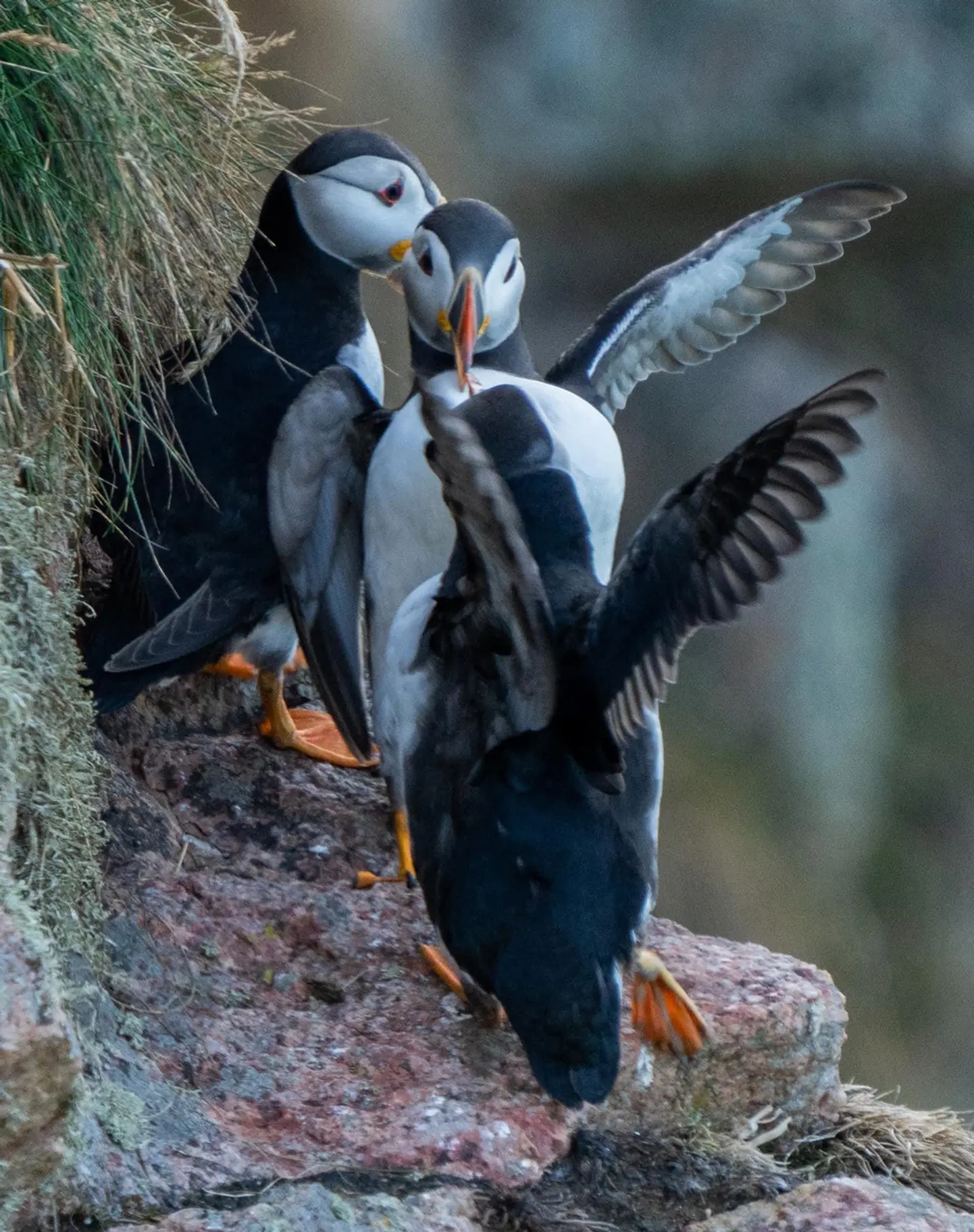  A family of puffins share a meal as they stand nestled into a red sandstone cliff face. The 3 birds have large, orange webbed feet that stick out from stubby, white feathered legs. Their plumage is crisp white with sleek black feathers on their backs, wings and neat to the small heads, giving a hood- and -cloak-like appearance. The blue, orange and yellow stripes of their large, wide beaks are just visible in the shot. They each have a distinctive dark line slanting away from their eyes towards the black hood. 