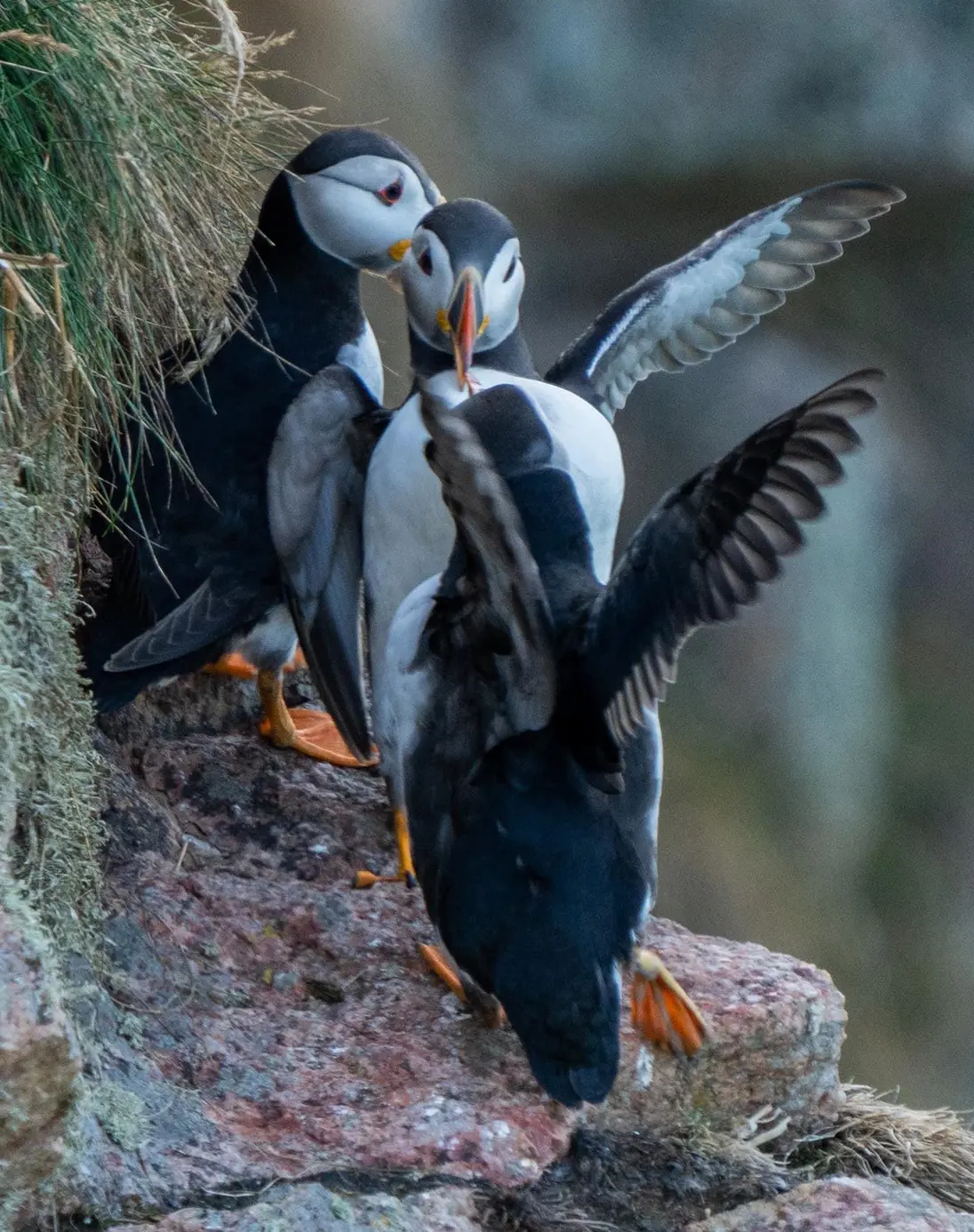 A family of puffins share a meal as they stand nestled into a red sandstone cliff face. The 3 birds have large, orange webbed feet that stick out from stubby, white feathered legs. Their plumage is crisp white with sleek black feathers on their backs, wings and neat to the small heads, giving a hood- and -cloak-like appearance. The blue, orange and yellow stripes of their large, wide beaks are just visible in the shot. They each have a distinctive dark line slanting away from their eyes towards the black hood.