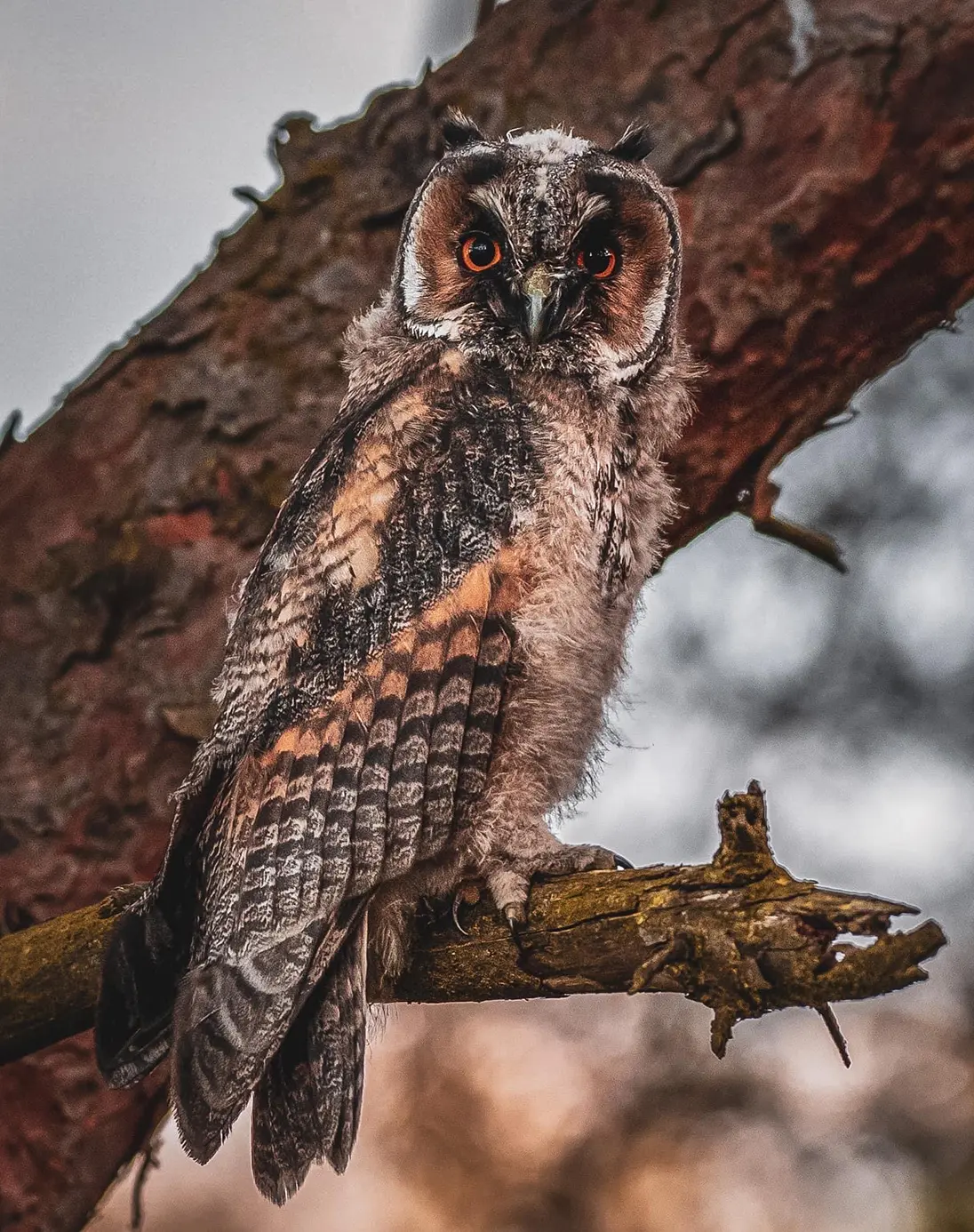 A very fluffy looking, short feathered owl nestles in a tree. Large, saucer-like orange eyes with black pupils. A pinched- in beak hooks close into a round face of fluffy brown feathers, with a white edging all around.