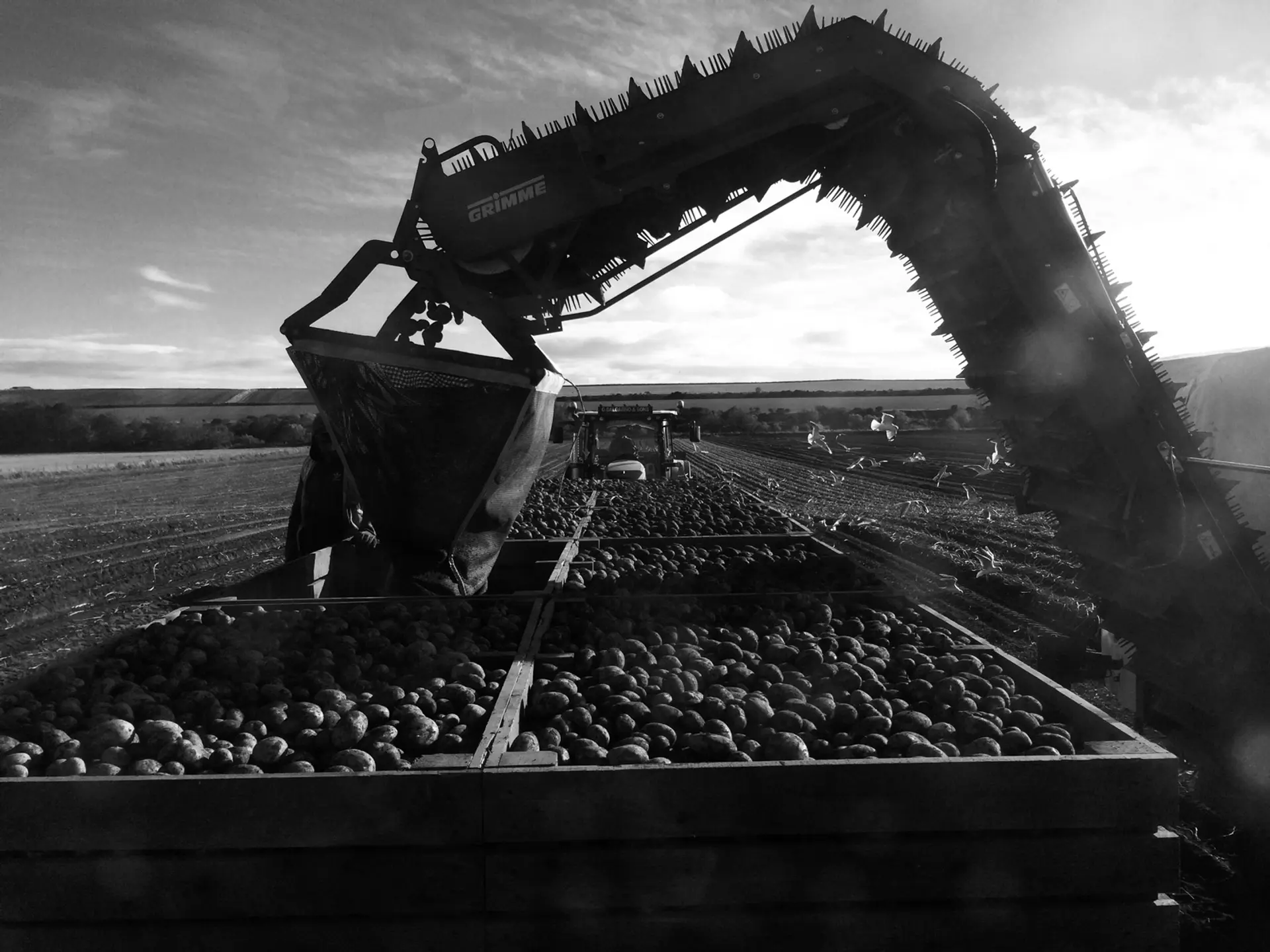 A large arm of a farm machine puts potatoes in square wooden boxes. The image is black and white. A tractor is hidden at the end of the boxes. Seagulls fly around the bare earth.