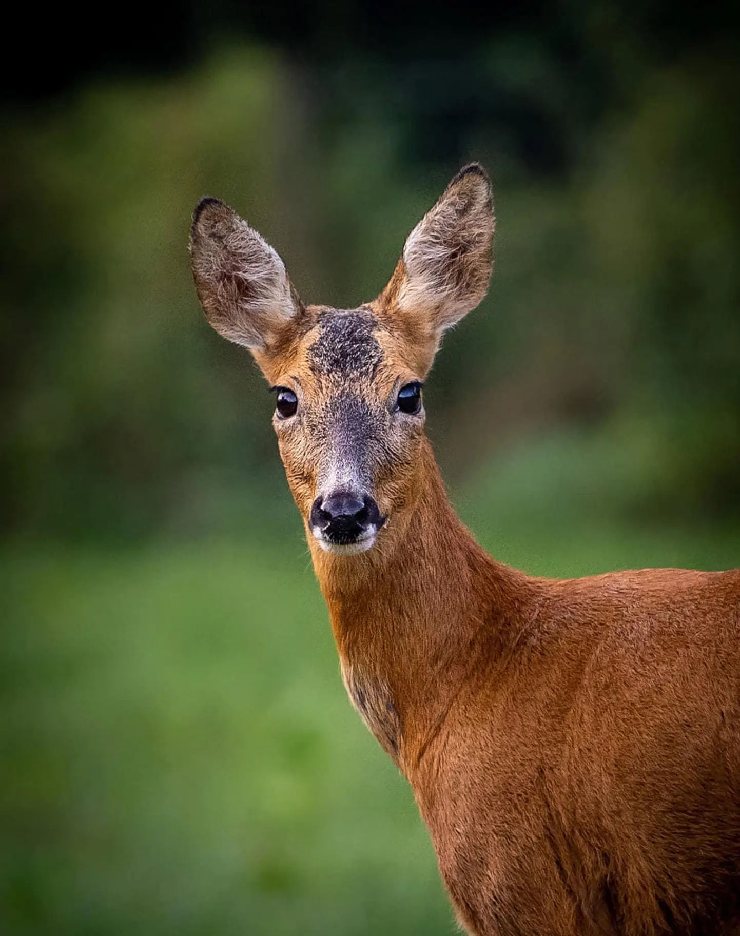  The torso and head of a deer appear in the picture as it stands in a green forest glade. Russet brown short hair with steaks of a lighter colour and darker brown patches on its front and down its long face. It has large, block, almond-like eyes on either side of its face with a tight black mouth and nose area. The ears are very large, sticking out from the top of its head, the insides have long, pale, fluffier- looking hair.