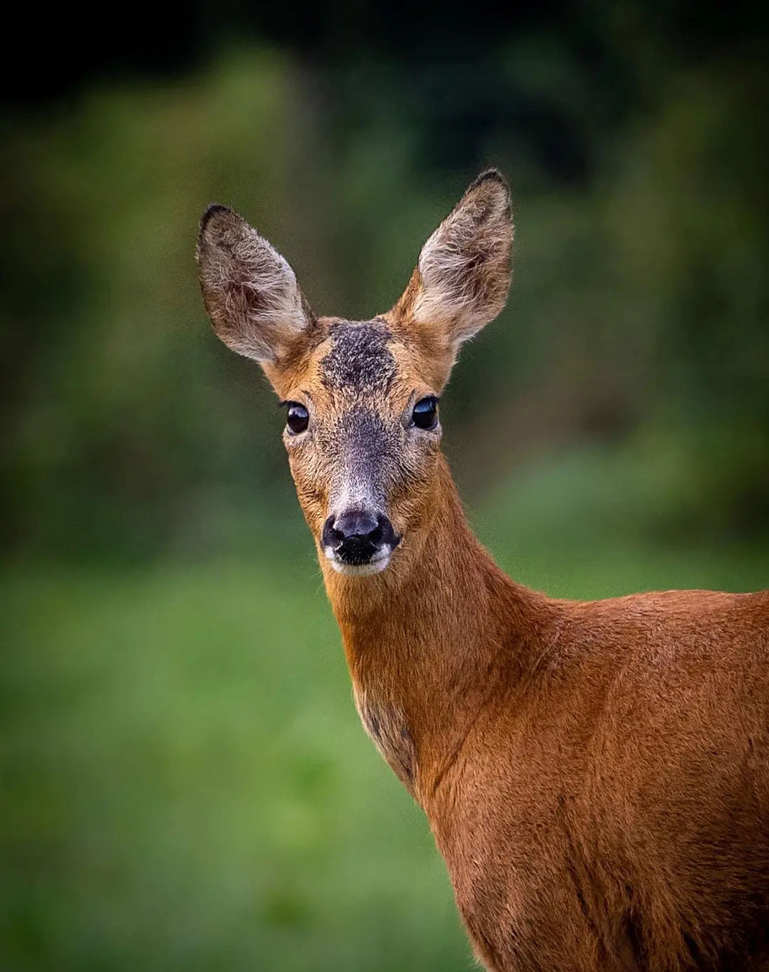 The torso and head of a deer appear in the picture as it stands in a green forest glade. Russet brown short hair with steaks of a lighter colour and darker brown patches on its front and down its long face. It has large, block, almond-like eyes on either side of its face with a tight black mouth and nose area. The ears are very large, sticking out from the top of its head, the insides have long, pale, fluffier- looking hair.