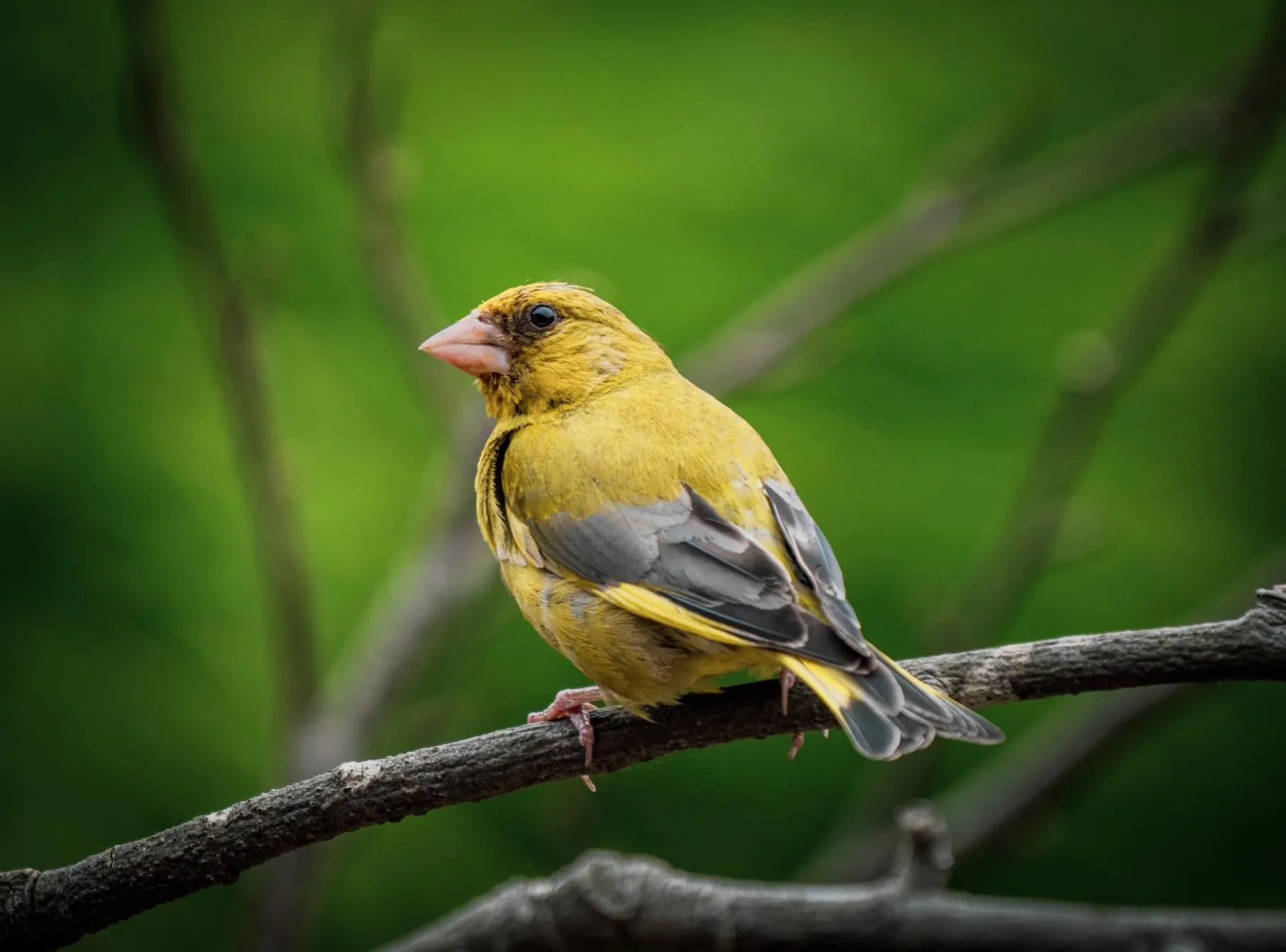 A small, neat bird, sits gripping the rough bark of a twig with tiny, scaly pink claws. The small triangular beak is the same colour. A dark eye watches the photographer from a slighted fluffed up yellow feathers, with grey markings on the wings and tail feathers. 