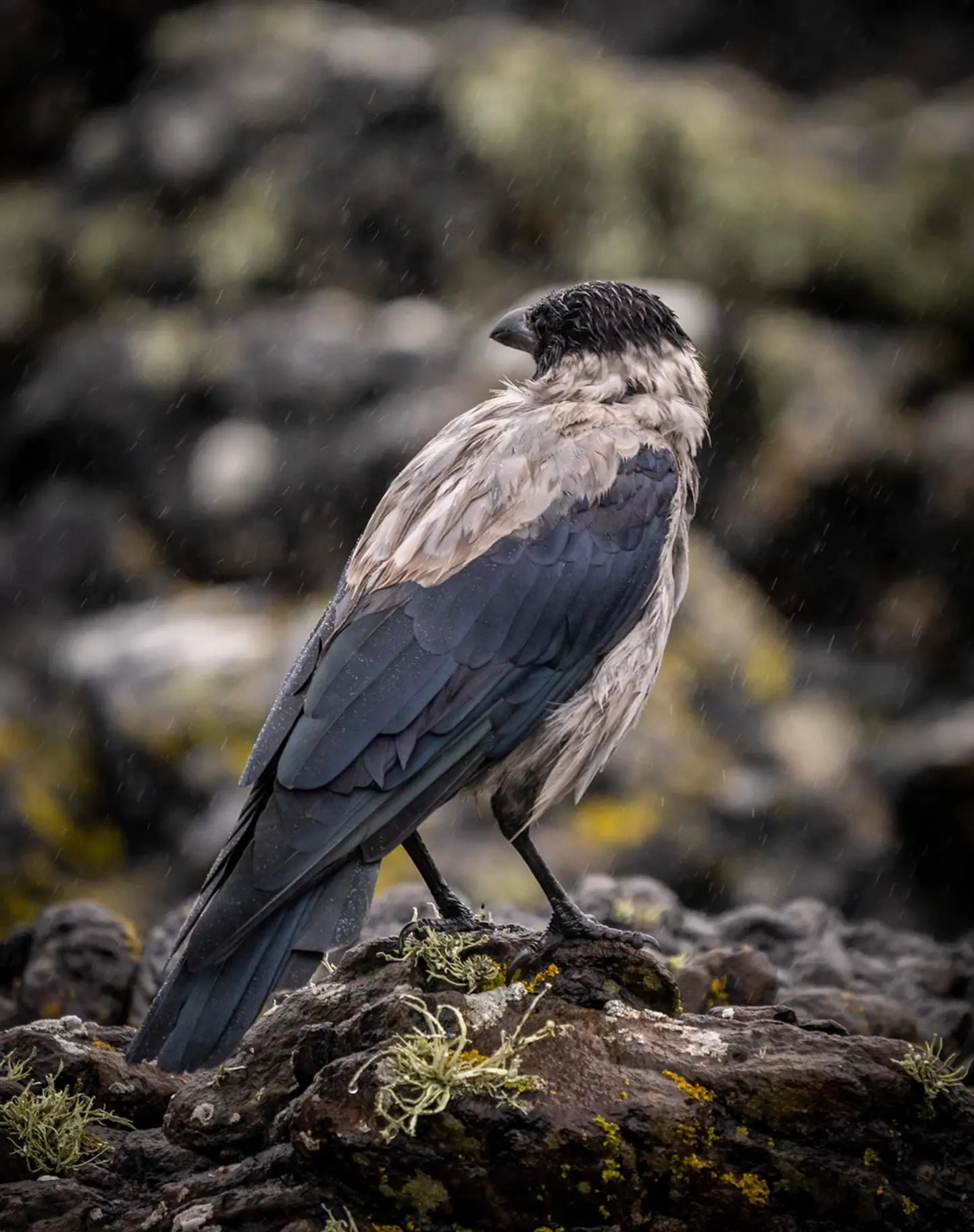 In the foreground quite a large bird stands  on a grey rock that’s covered with mustard coloured lichen and green tufts of hardy grass, ragged rocks shapes and rain are in the background. The bird has dark grey-black legs, beak,  hood  and wings, but a distinctive lighter grey neck and plumage.