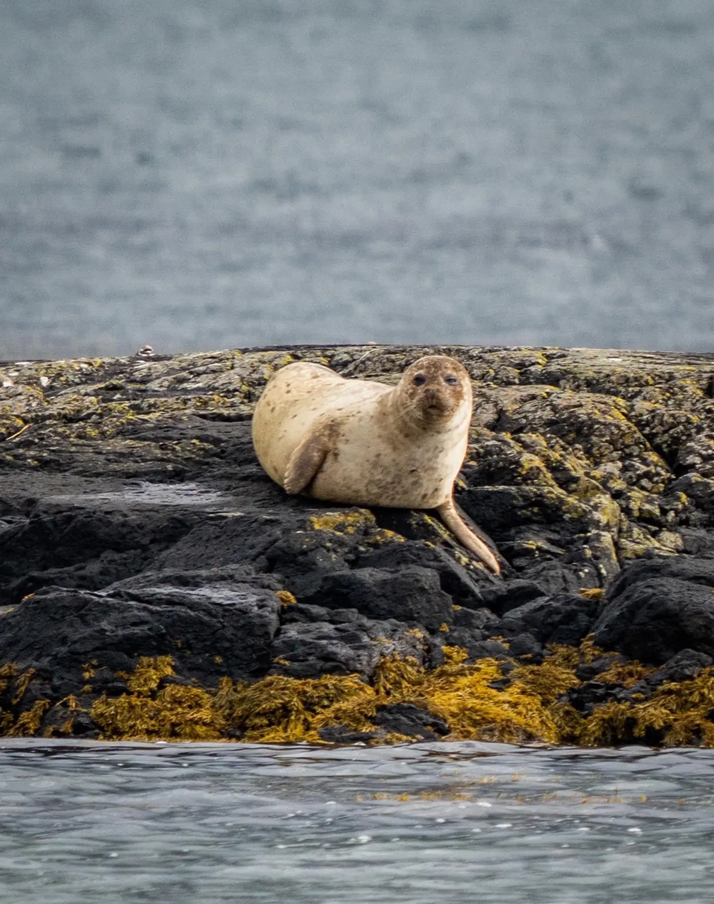 A powdery-looking, taupe coloured seal sat on top of a grey sea rock that’s covered in yellow lichen, watching the photographer. One front fin is outstretched on the rock, the other tucked into the body. The sea around looks dark but calm.