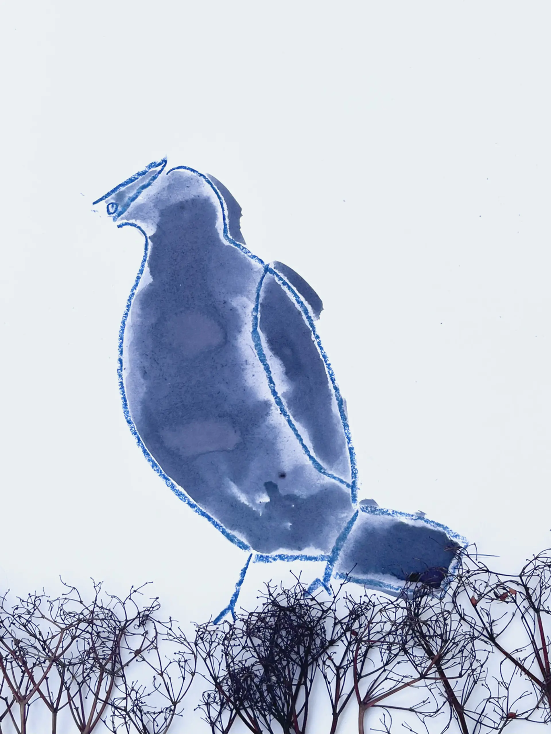 An oil pastel outline of a bird, filled in with blue elderberry ink. Purple elderberry stalks are stuck to the bottom edge of the paper, it looks like the bird is sitting in the bushes. 