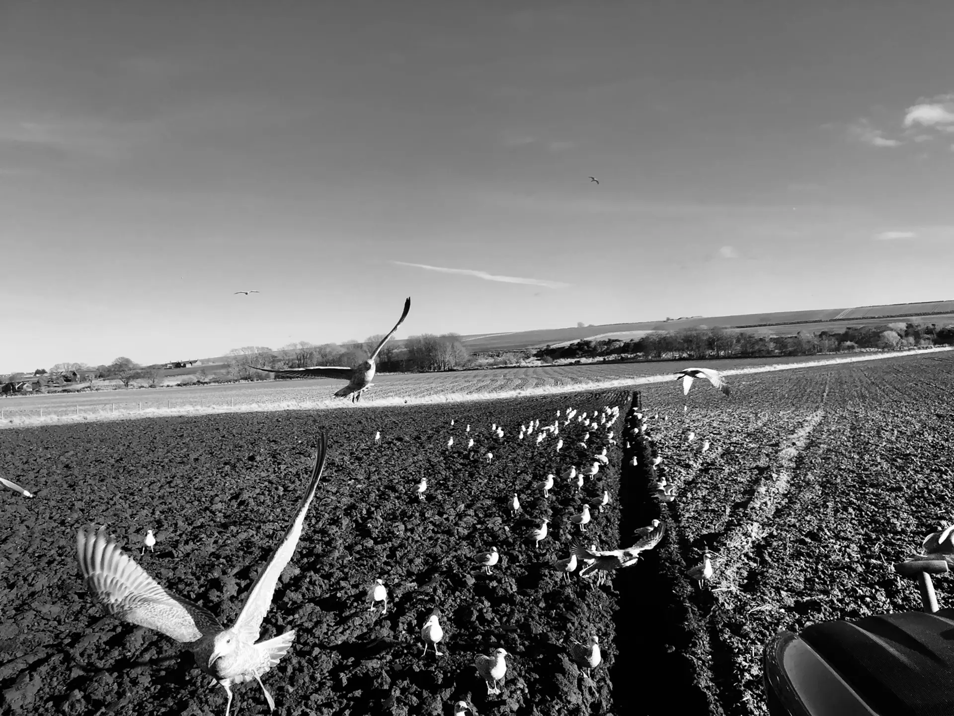 A black and white image of a tractor ploughing a potato field. Seagulls stand in the ploughed tracks and are flying near the camera. At the end of the field is a woodland. 