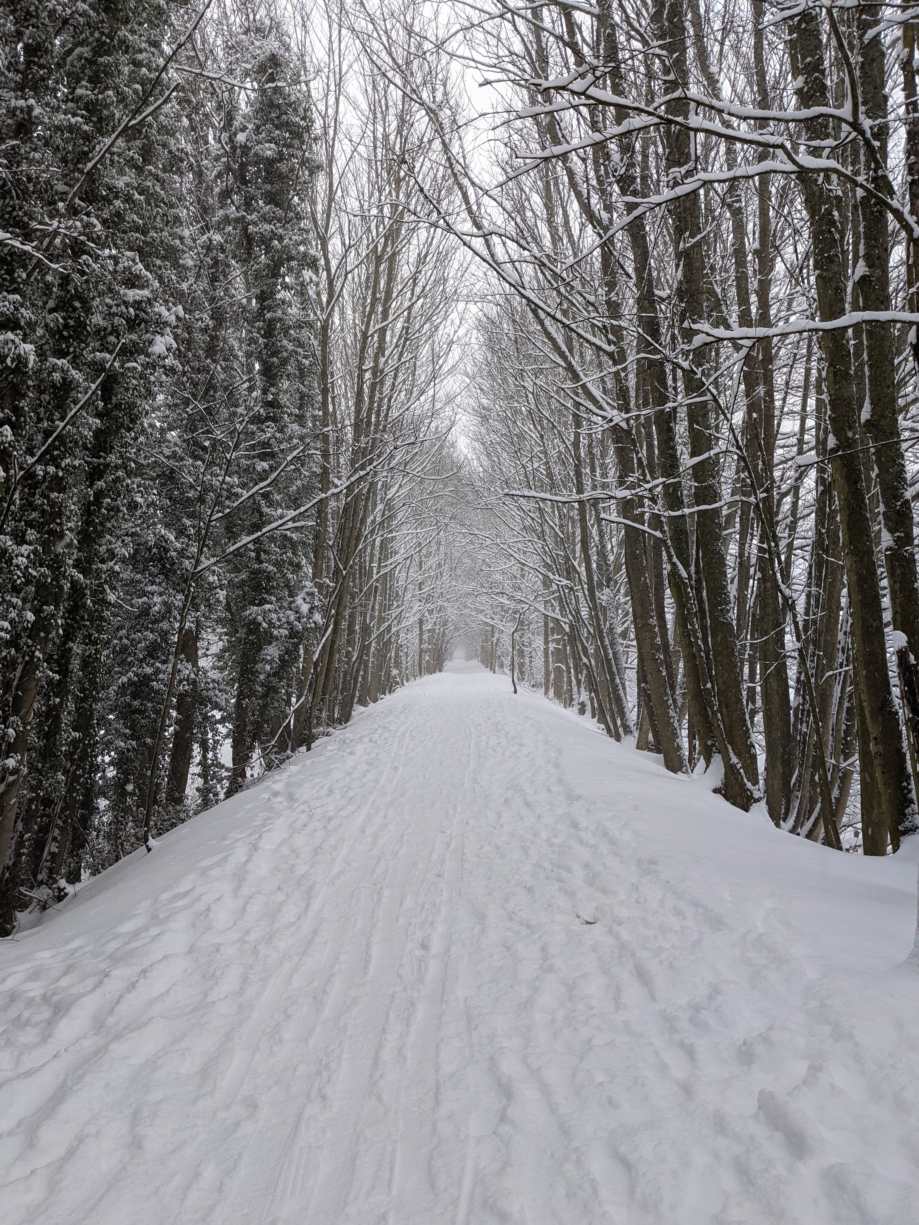 A woodland walk near my home that I took every day during lockdown. This photo shows it in heavy snow.