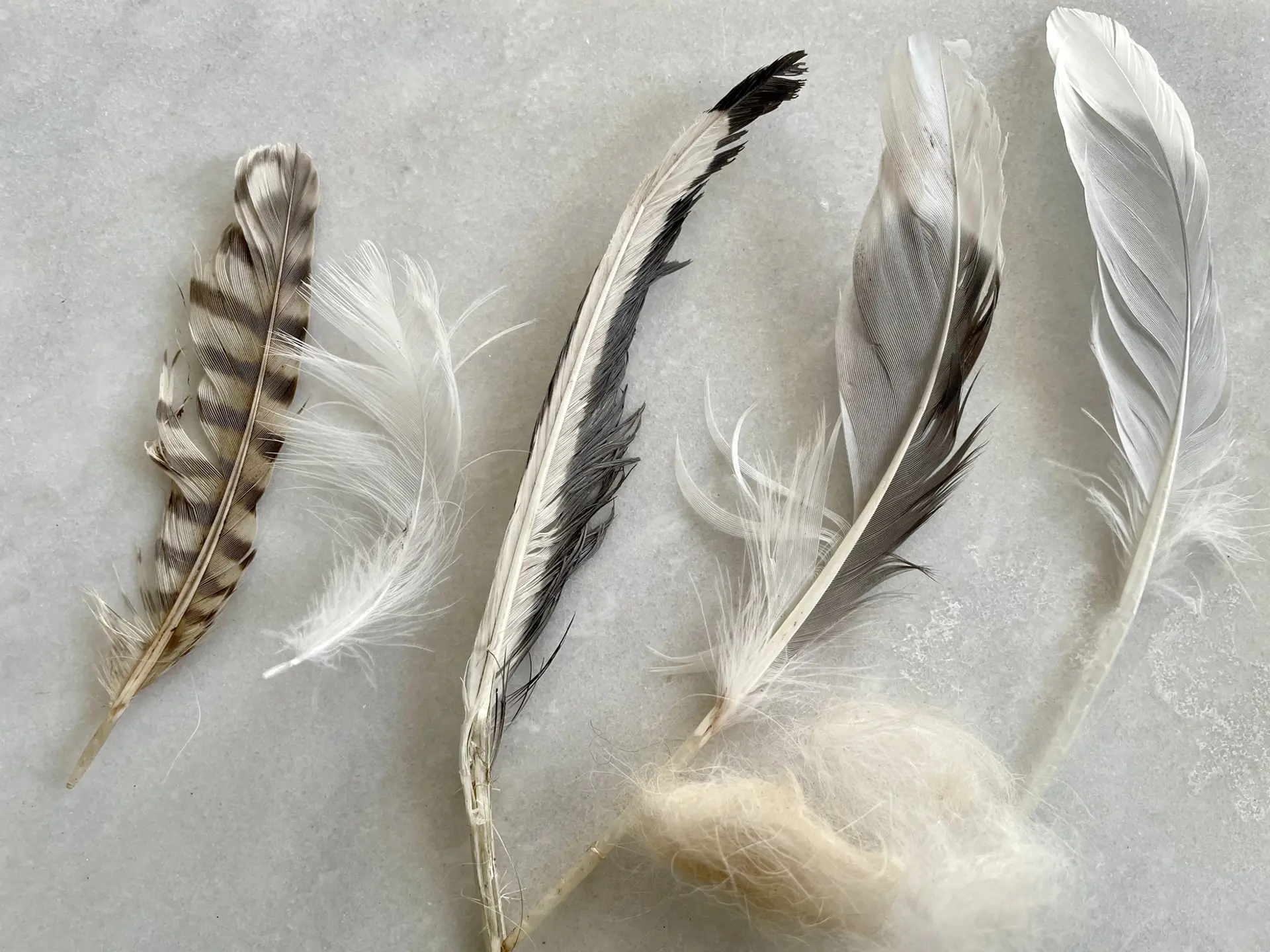 A collection of white and grey feathers displayed in a row on a white background.