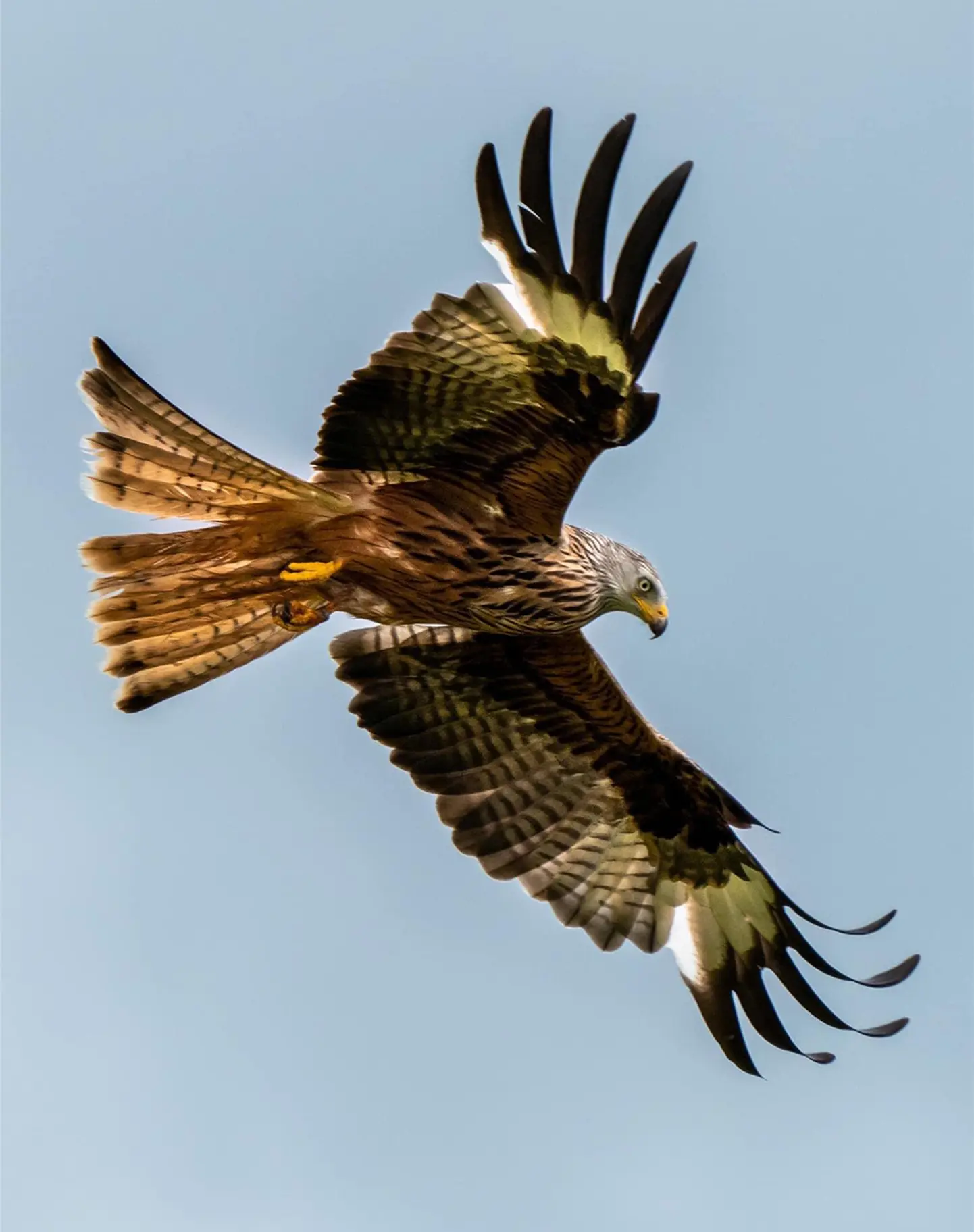 A pure blue -sky background  gives a clear outline of this large bird. Splayed feathers at the end of its wings that are in flight.  A hooked grey and yellow beak. Each wing has an intricate assortment of white and brown fanned out patterns. The sun is shining through the tailfeathers making them look a lighter colour than the wings.  