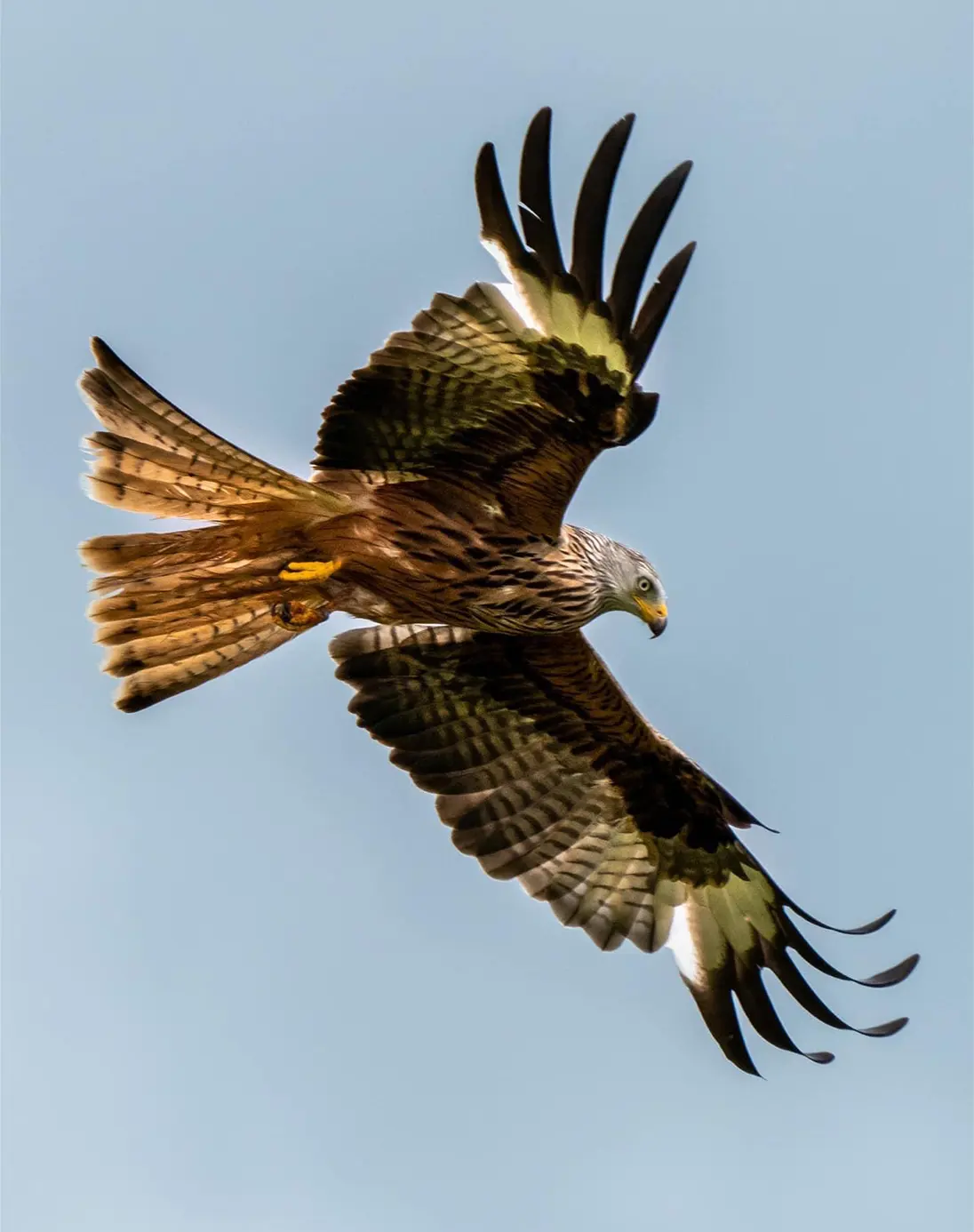 A pure blue -sky background  gives a clear outline of this large bird. Splayed feathers at the end of its wings that are in flight.  A hooked grey and yellow beak. Each wing has an intricate assortment of white and brown fanned out patterns. The sun is shining through the tailfeathers making them look a lighter colour than the wings.