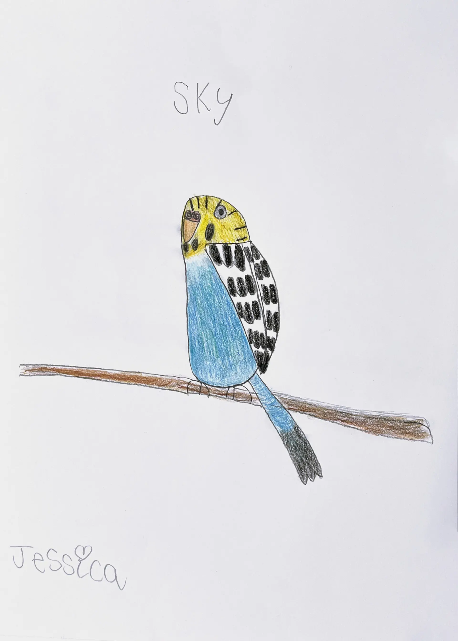 A coloured pencil drawing of Jessica’s pet Budgie bird, Sky. She is sitting on a branch, she has a blue body and a yellow head and is facing the viewer. Above the drawing her name is written ‘Sky’, and Jessica has signed the drawing in the bottom left of the paper. 