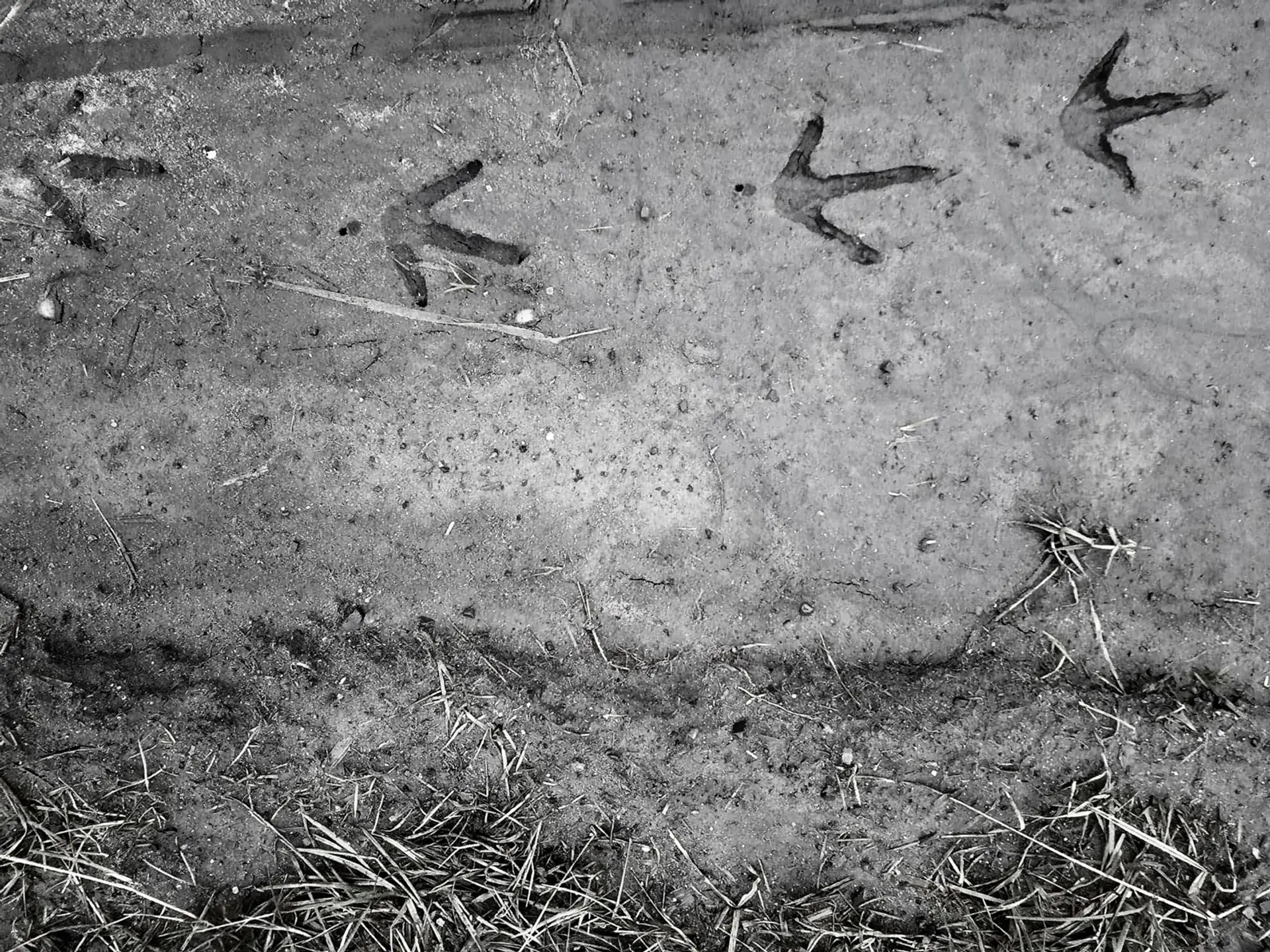 A grayscale image of a birds footprints in a muddy farm track.