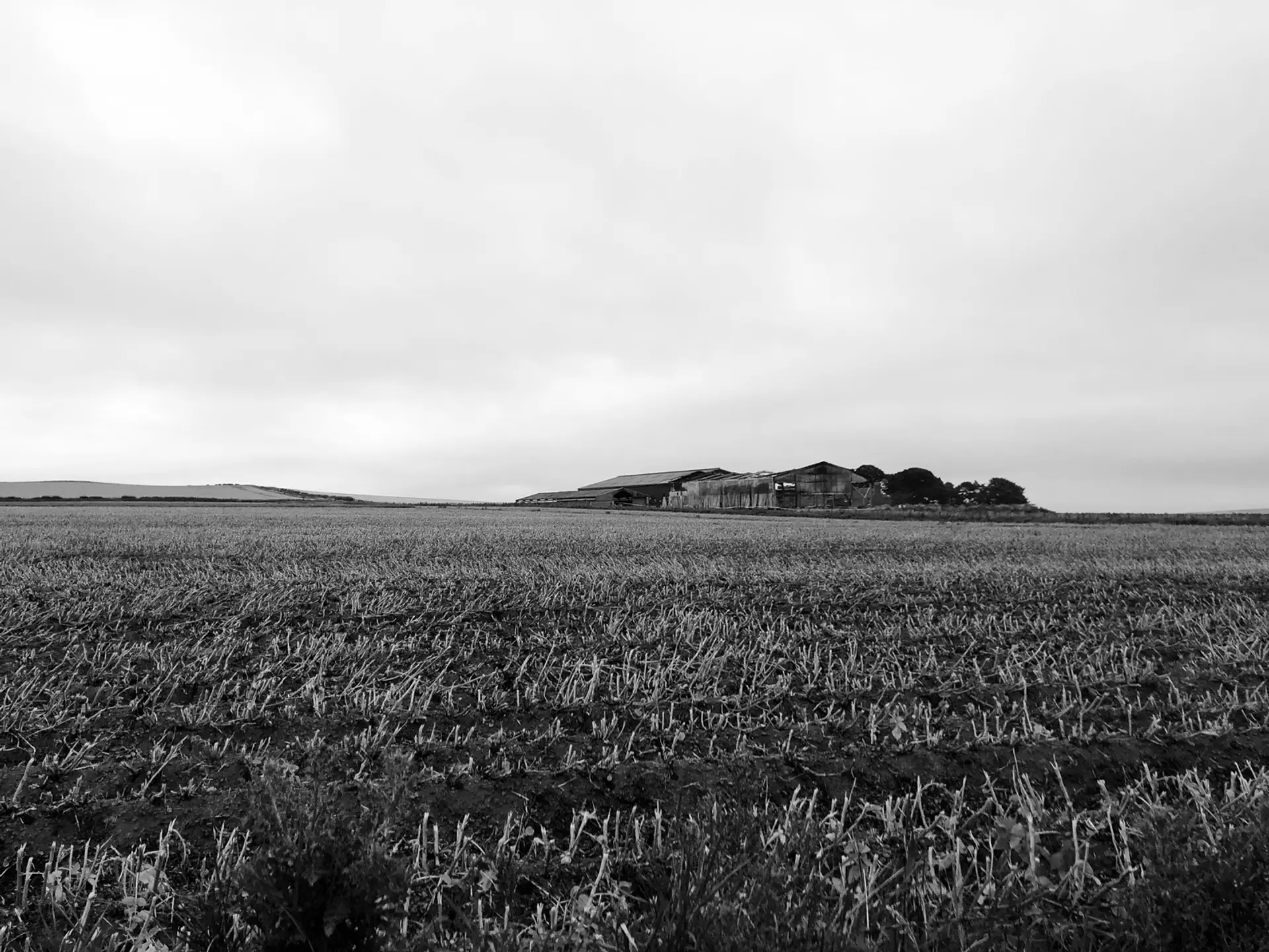 A grayscale image of a stubble field. In the distance on the horizon we can see 3 large barns, with trees next to them.