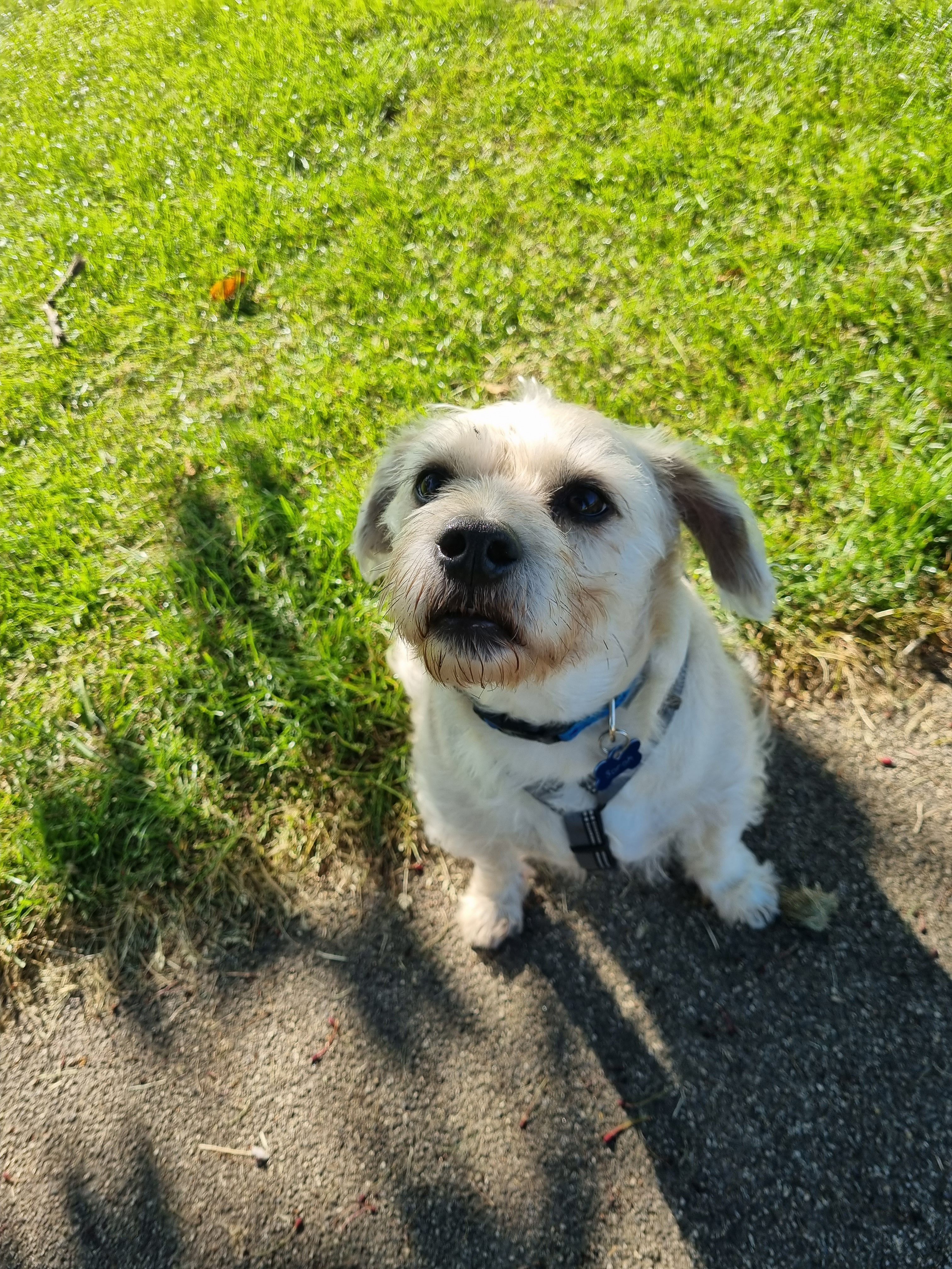 A small yellow dog (mixed breed but looks like a terrier) looking up into the camera on a sunny day at a park.