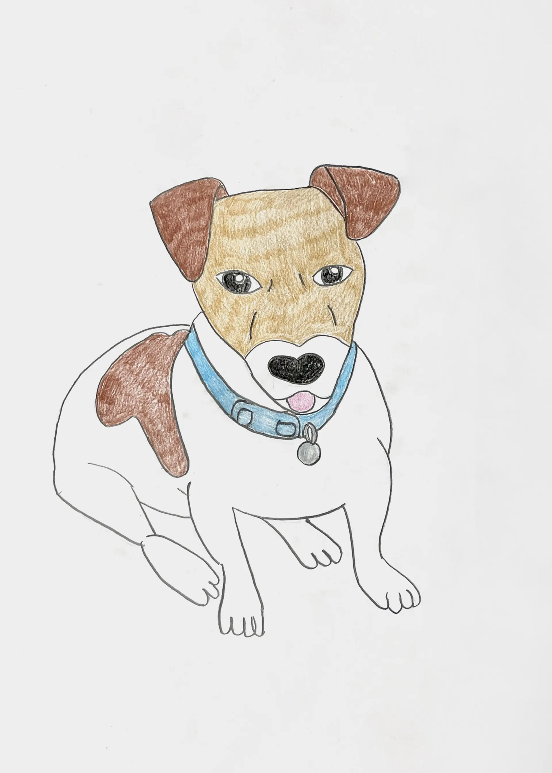 A drawing of a small sitting dog, Alfie. He has a brown head and white body, with a brown patch on his back. His pink tongue is out and he has a blue collar on. 