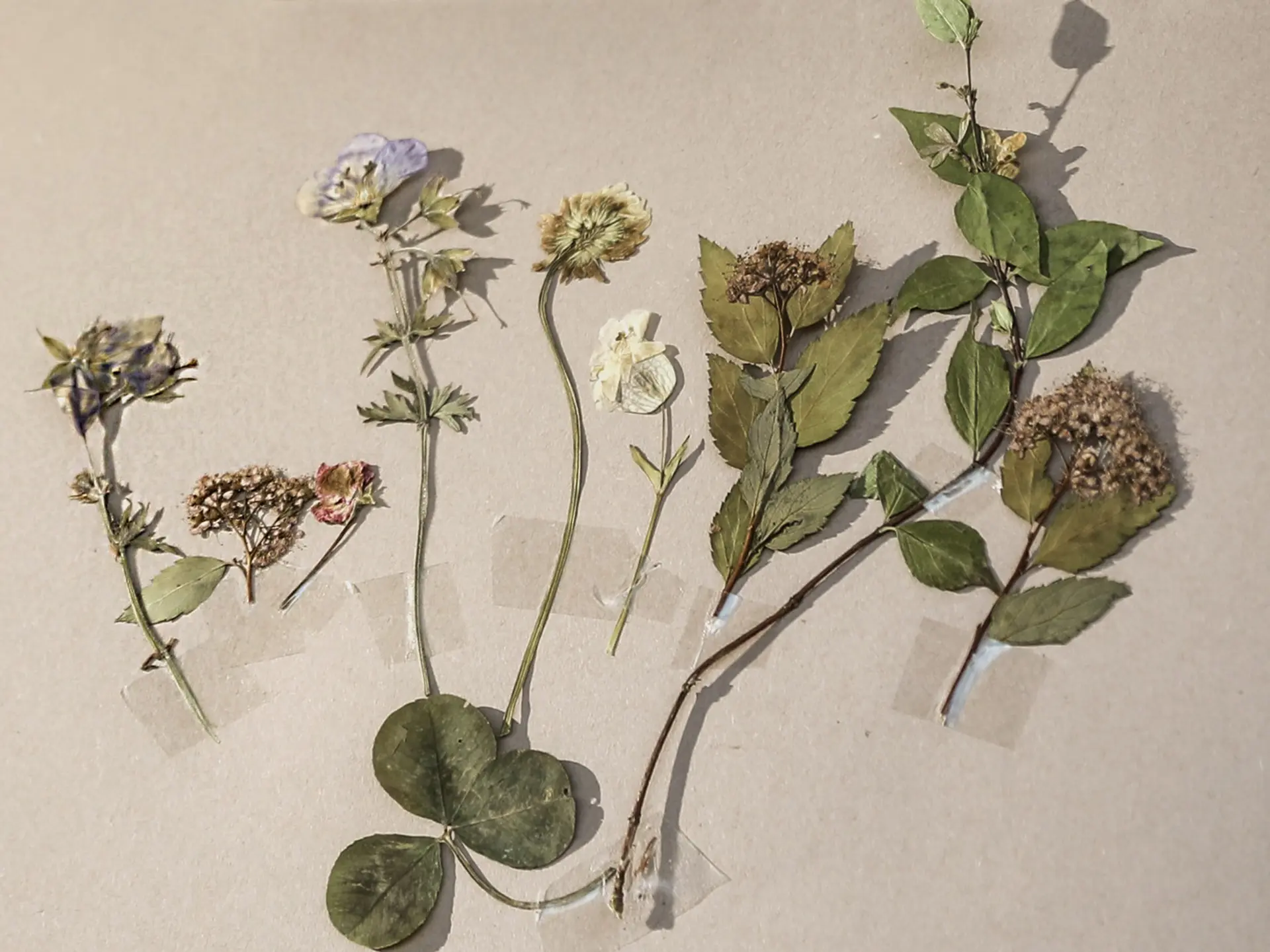 Wild flowers kept for Amy Pressed dried flowers and leaves are sellotaped to a piece of paper
