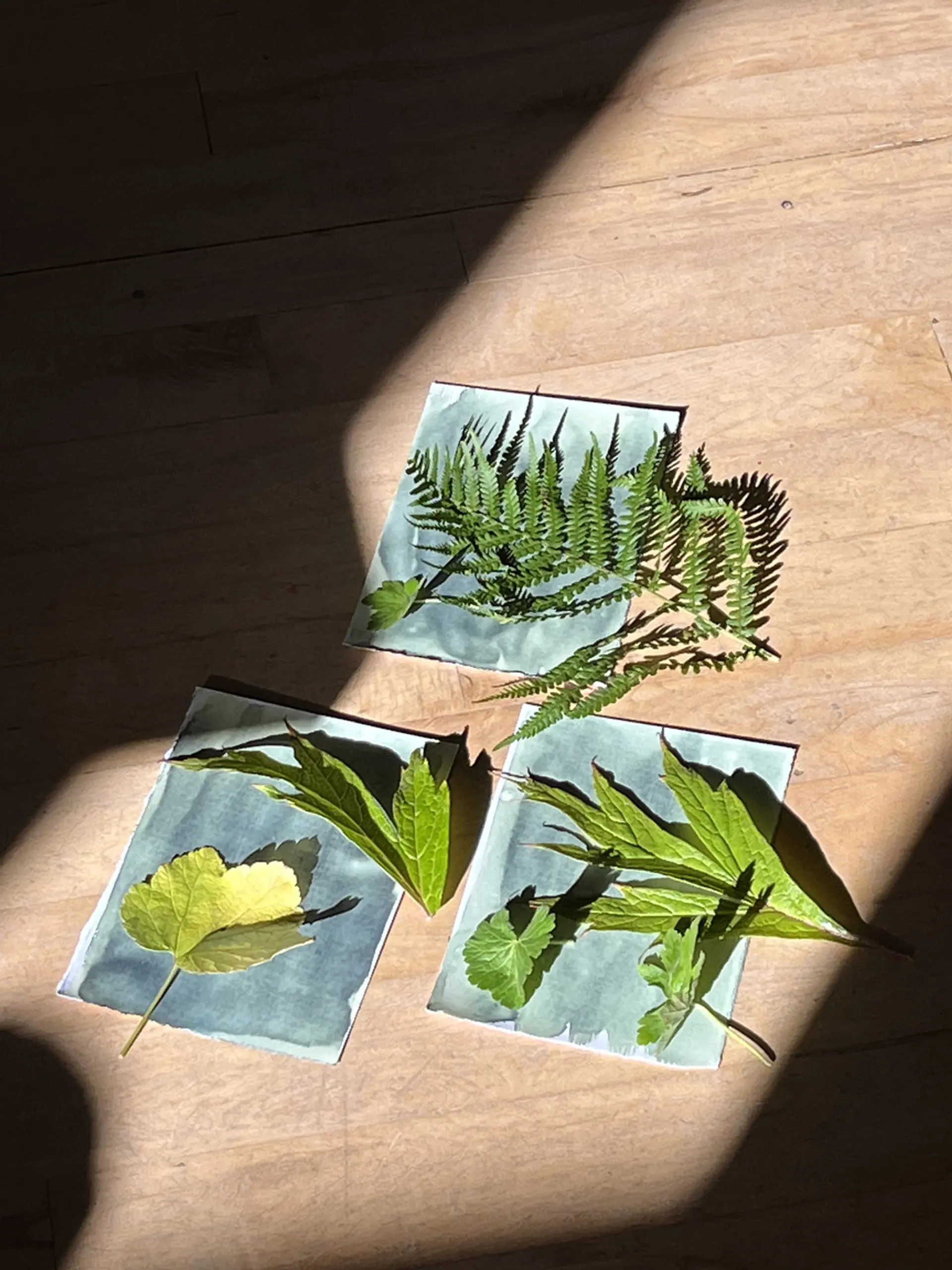 3 cyanotypes are developing with leaves creating shadows in the sun.