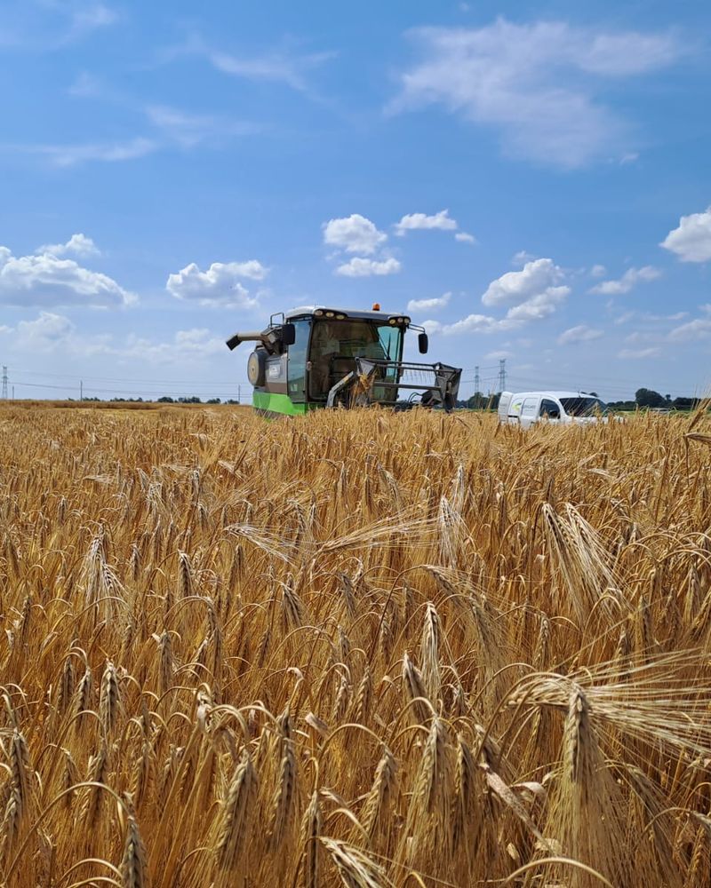 Lepicard Agriculture, champs de blé