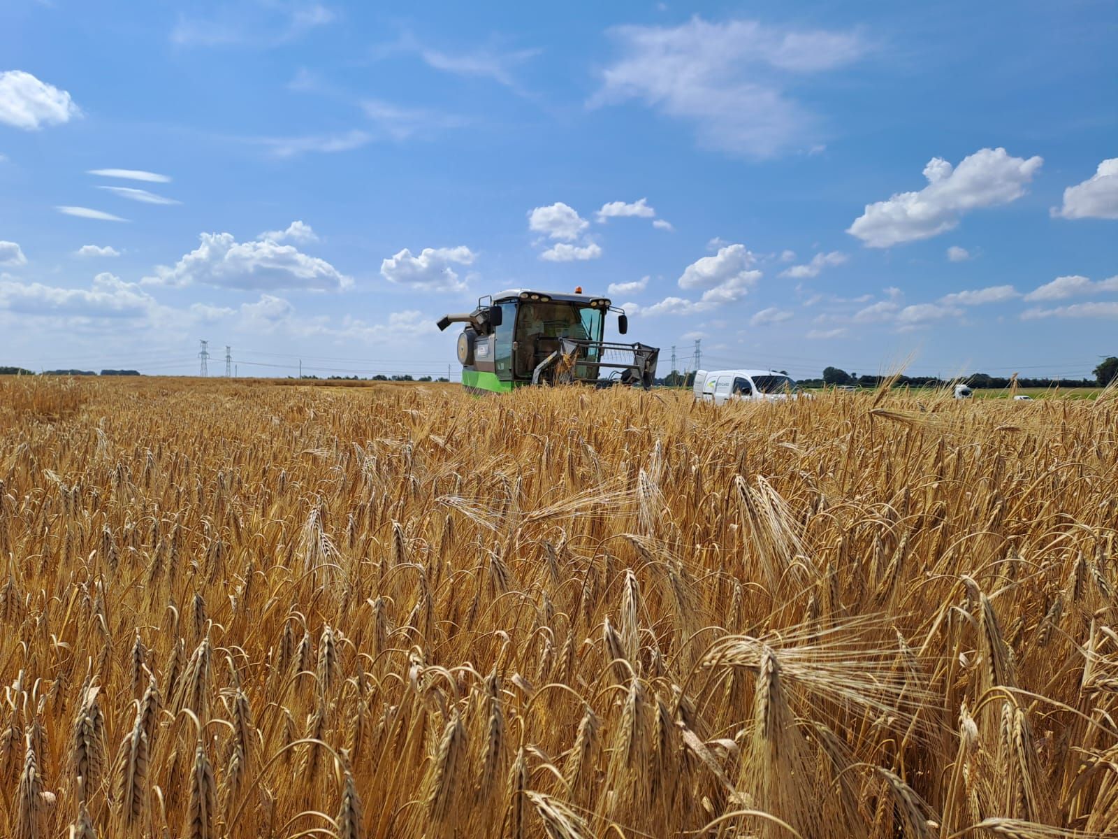 Lepicard Agriculture, champs de blé