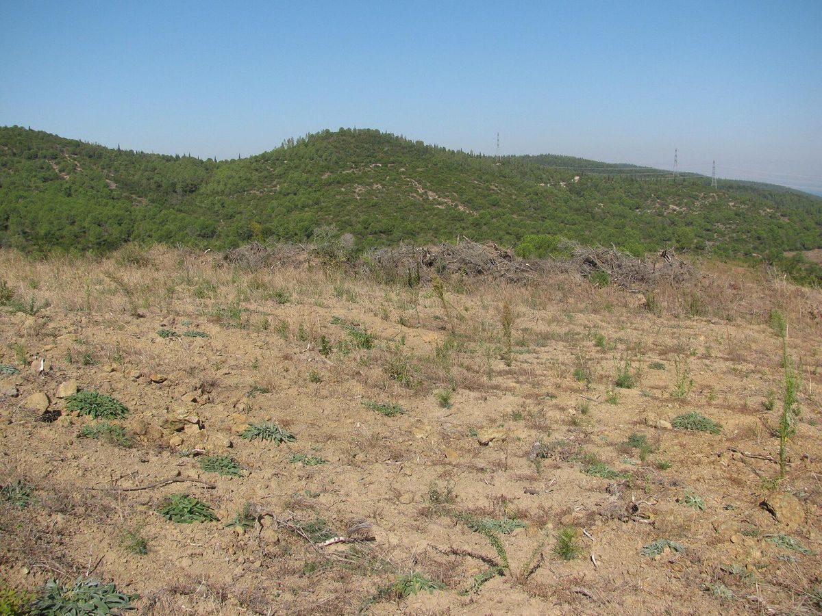 Safiye Karakale Hatıra Ormanı - Gorsel 3