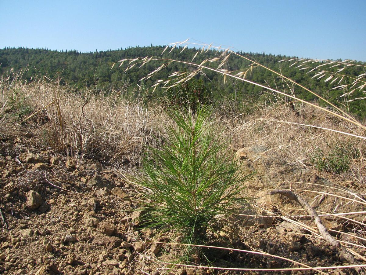 Safiye Karakale Hatıra Ormanı - Gorsel 2