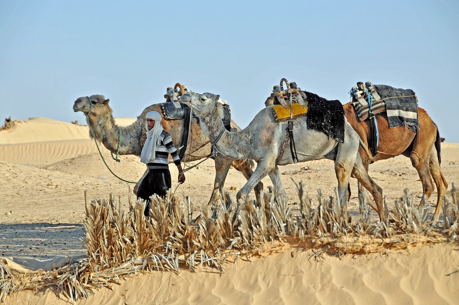 Caravane de chameaux dans les dunes du Sahara