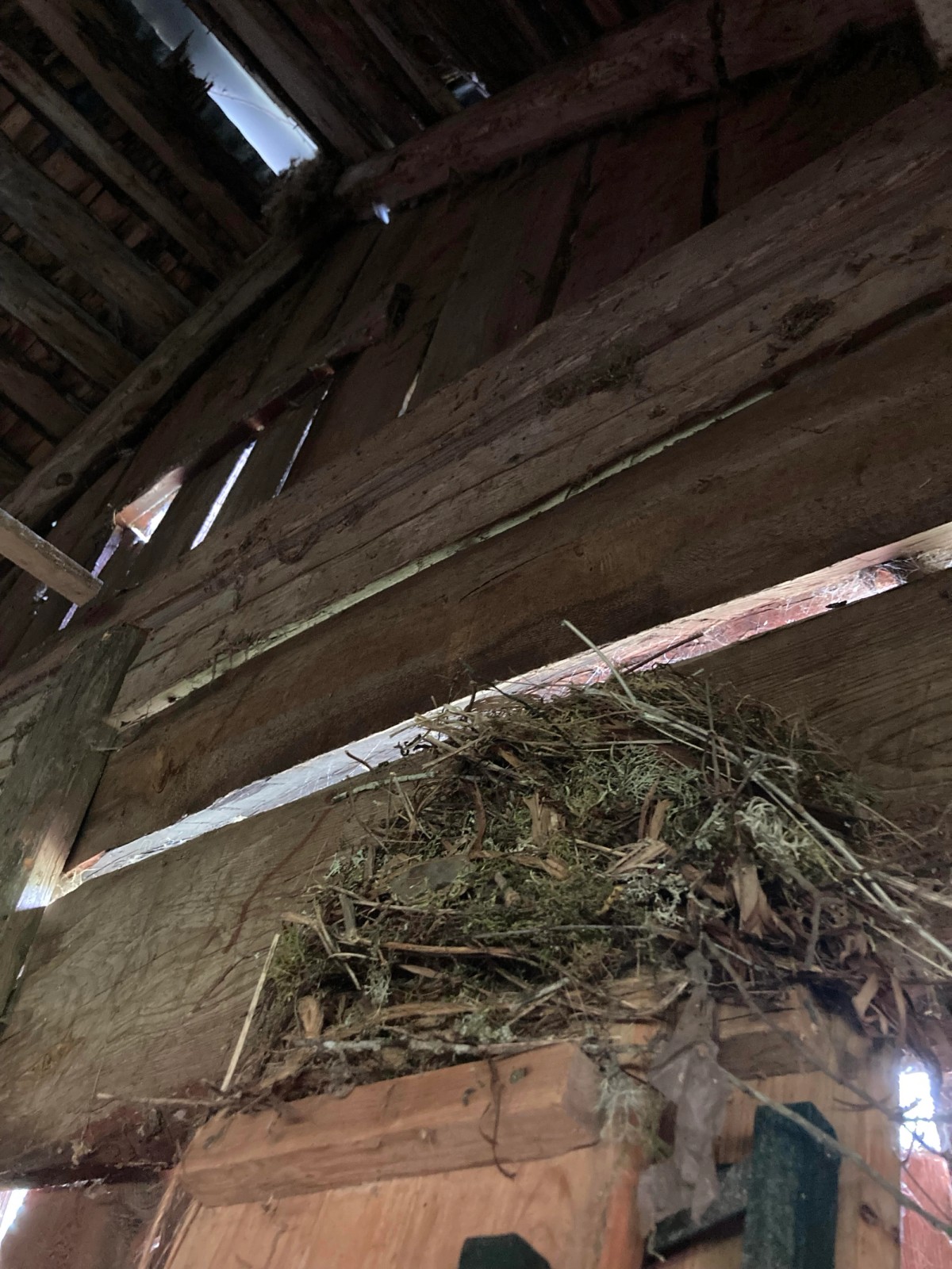 Ill. 2. Barn owl nest. Foto: Niels Grønbæk