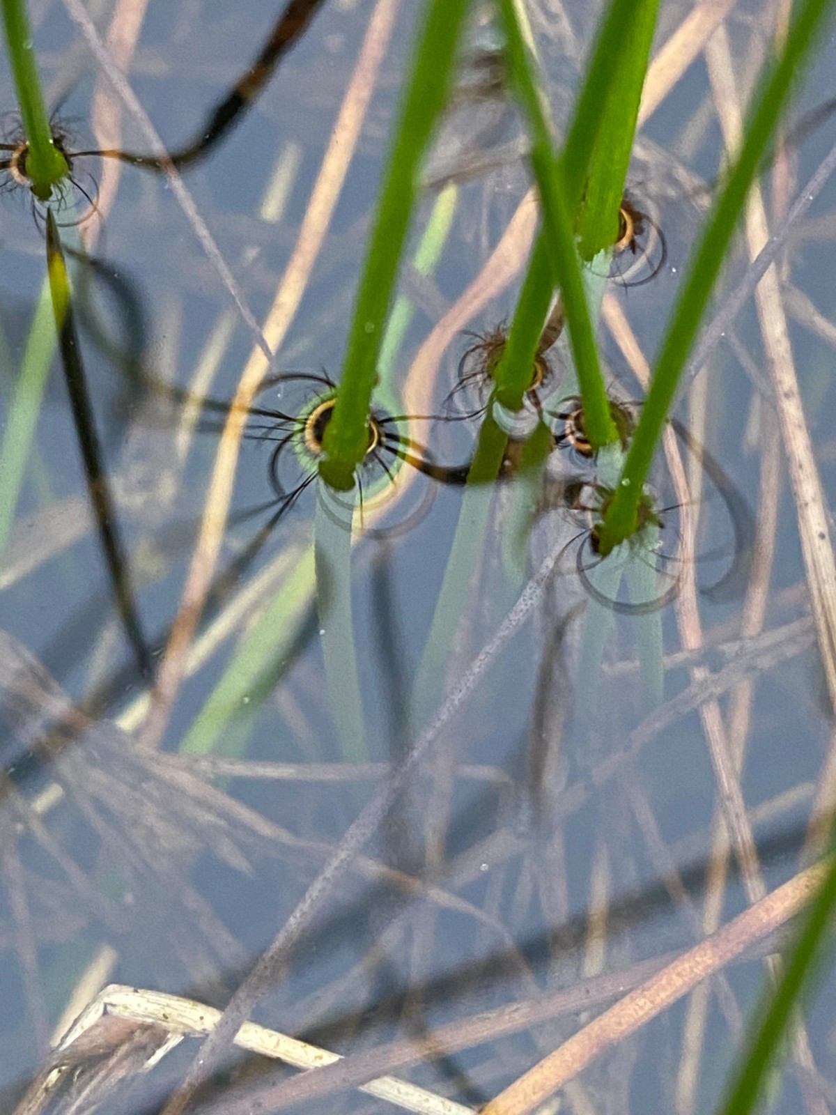 Wetlands. Photo: Laurits Thingholm