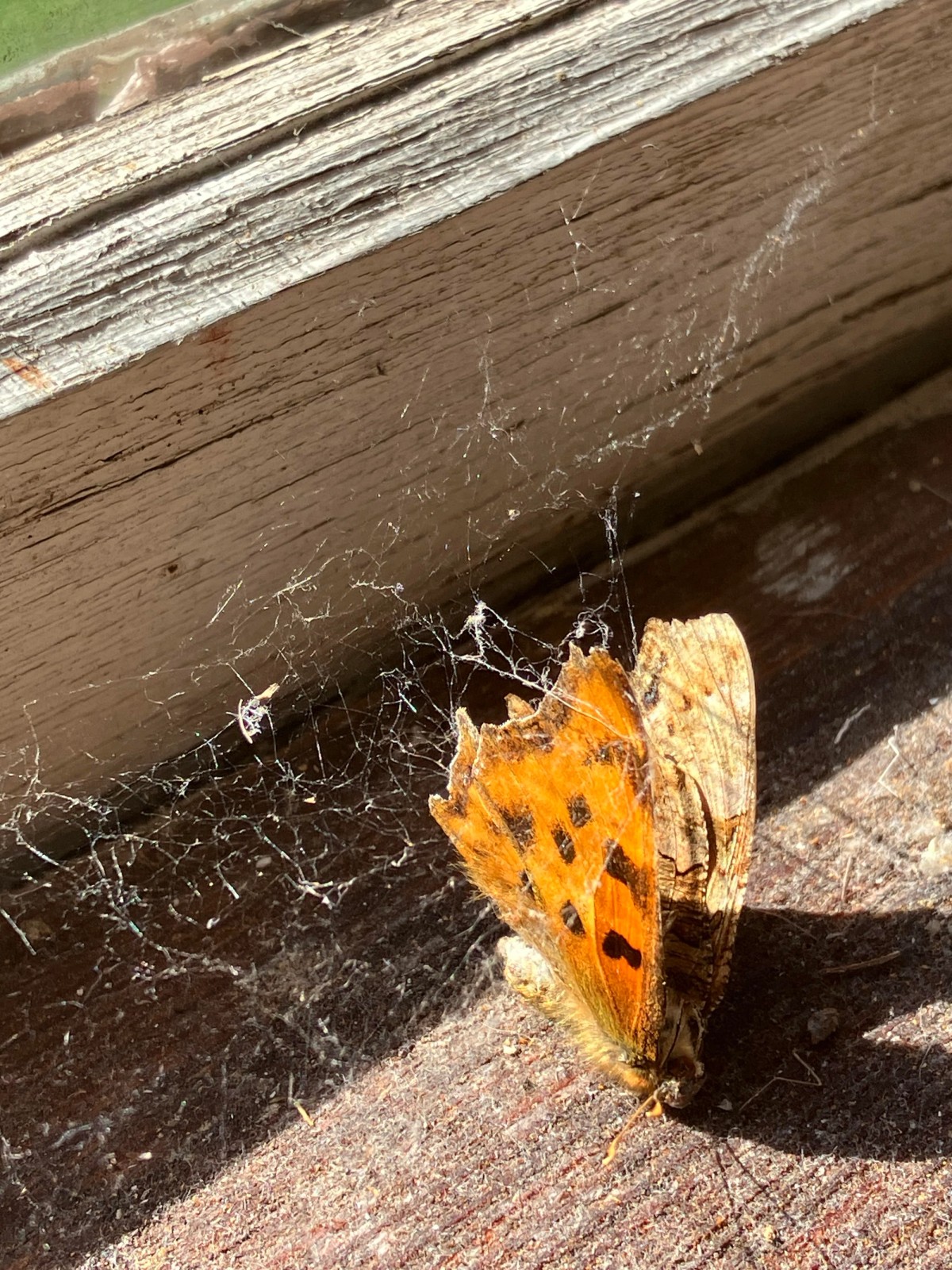 Ill. 1. Butterfly woven into spider web. Foto: Niels Grønbæk