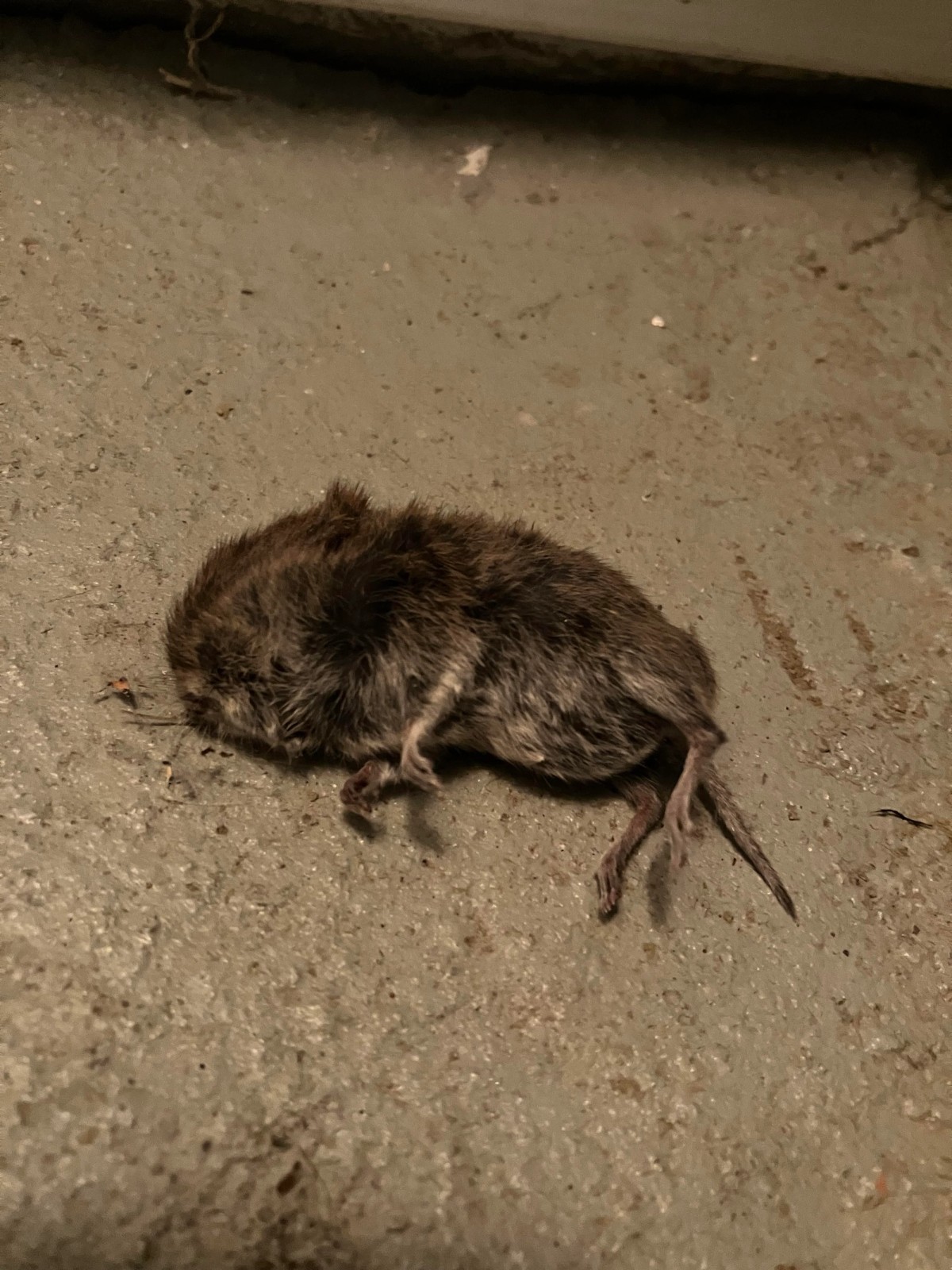 Ill. 7. Dead mouse cub. Foto: Niels Grønbæk