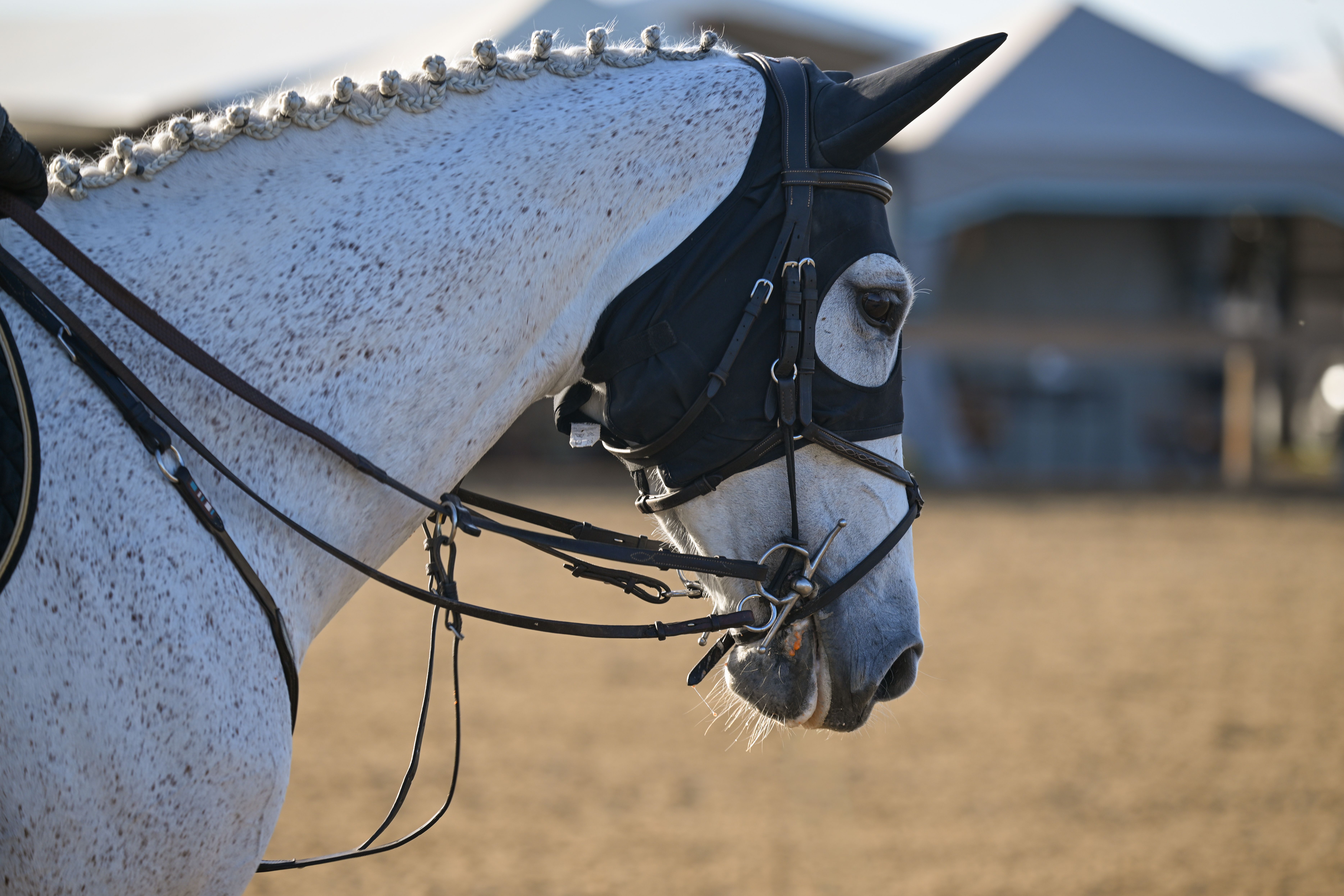 Show Jumping