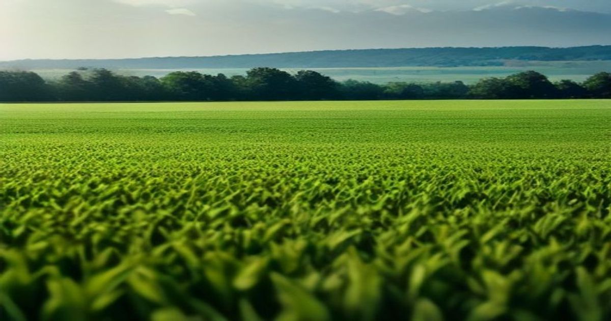 AI tool helps farmers catch crop disease before it spreads - KSNB