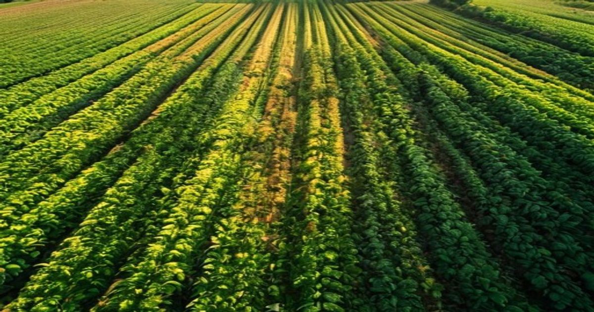 Laguna'da Pirinç Üretimini Artıran Akıllı Tarım Çözümleri Tanıtıldı