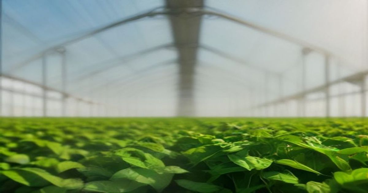 Yeni Pappas Destekli Fon Vaat Eden Agtech Sirketlerine Yonelik