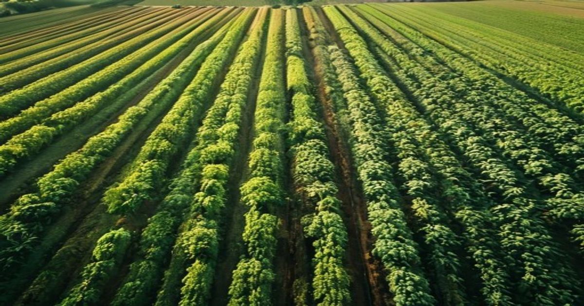 VitalEdge Teknolojileri, 2026 Stevie Ödülü ile Tarımda Fark Yarattı
