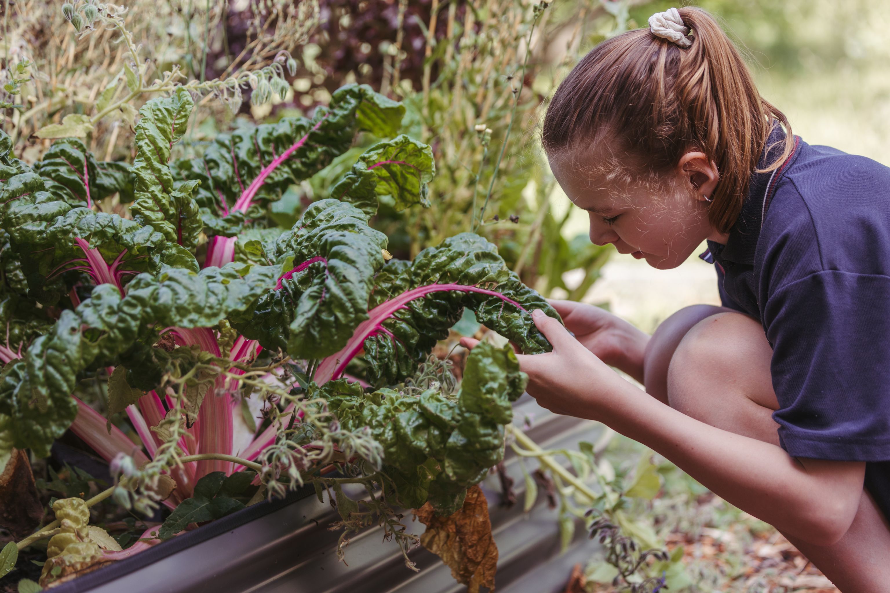 A school-age girl picking silverbeet at a raised garden bed in the sun