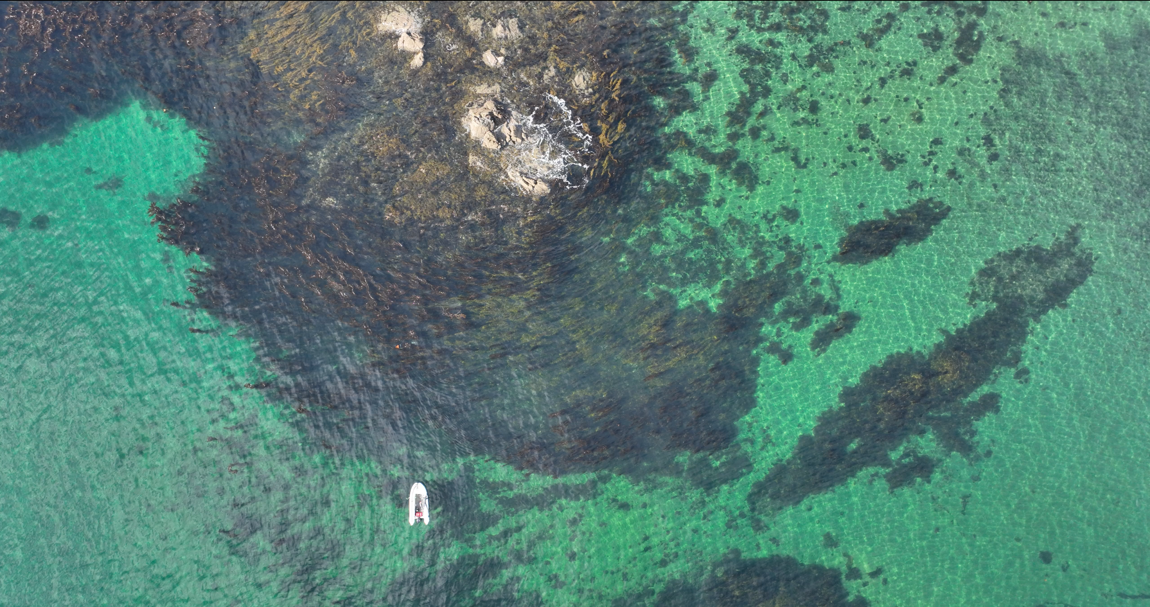 Kelp Forest Drone
